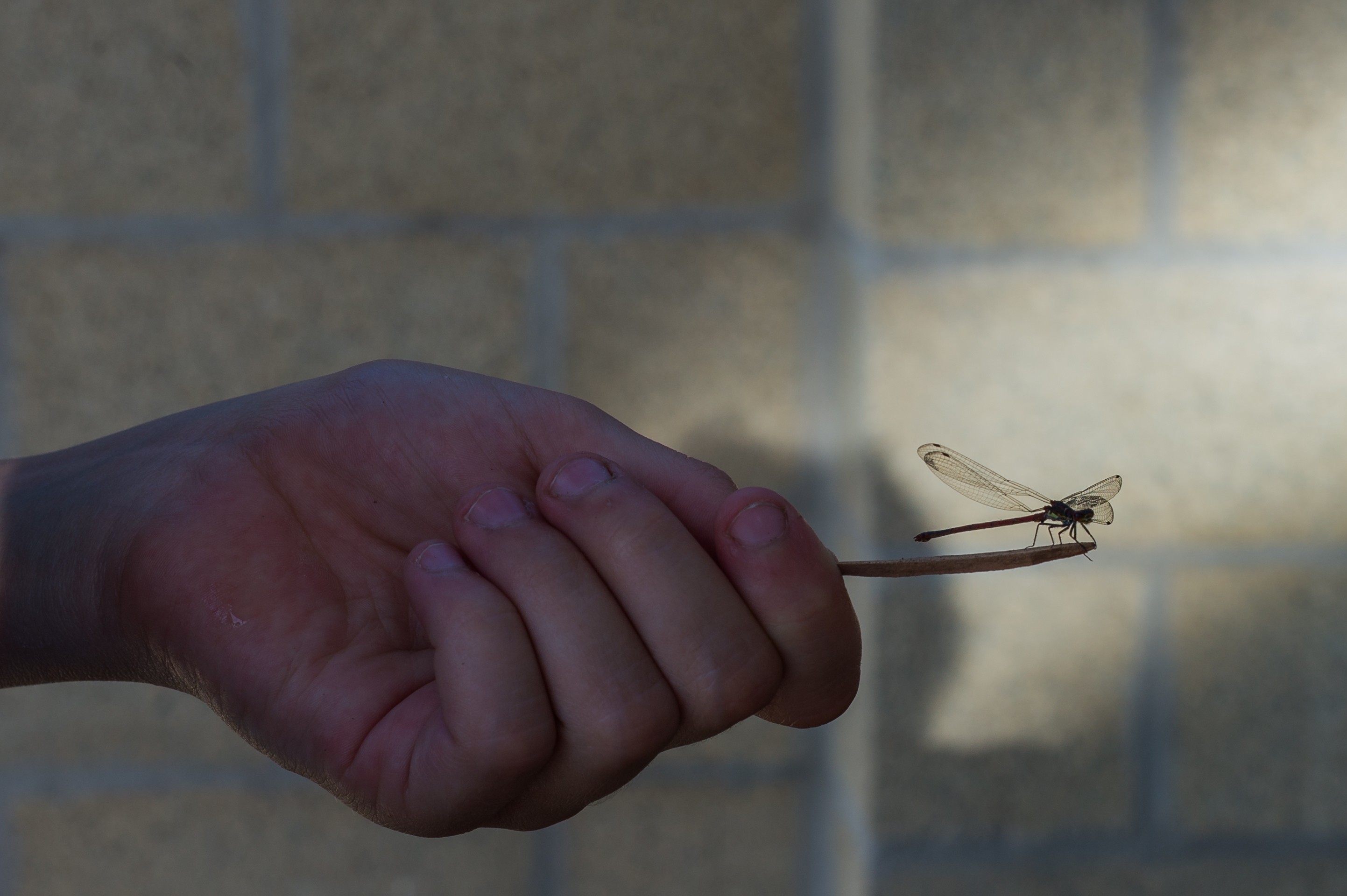 A person holds a small stick with a dragonfly perched on the end, against a blurred brick wall background.