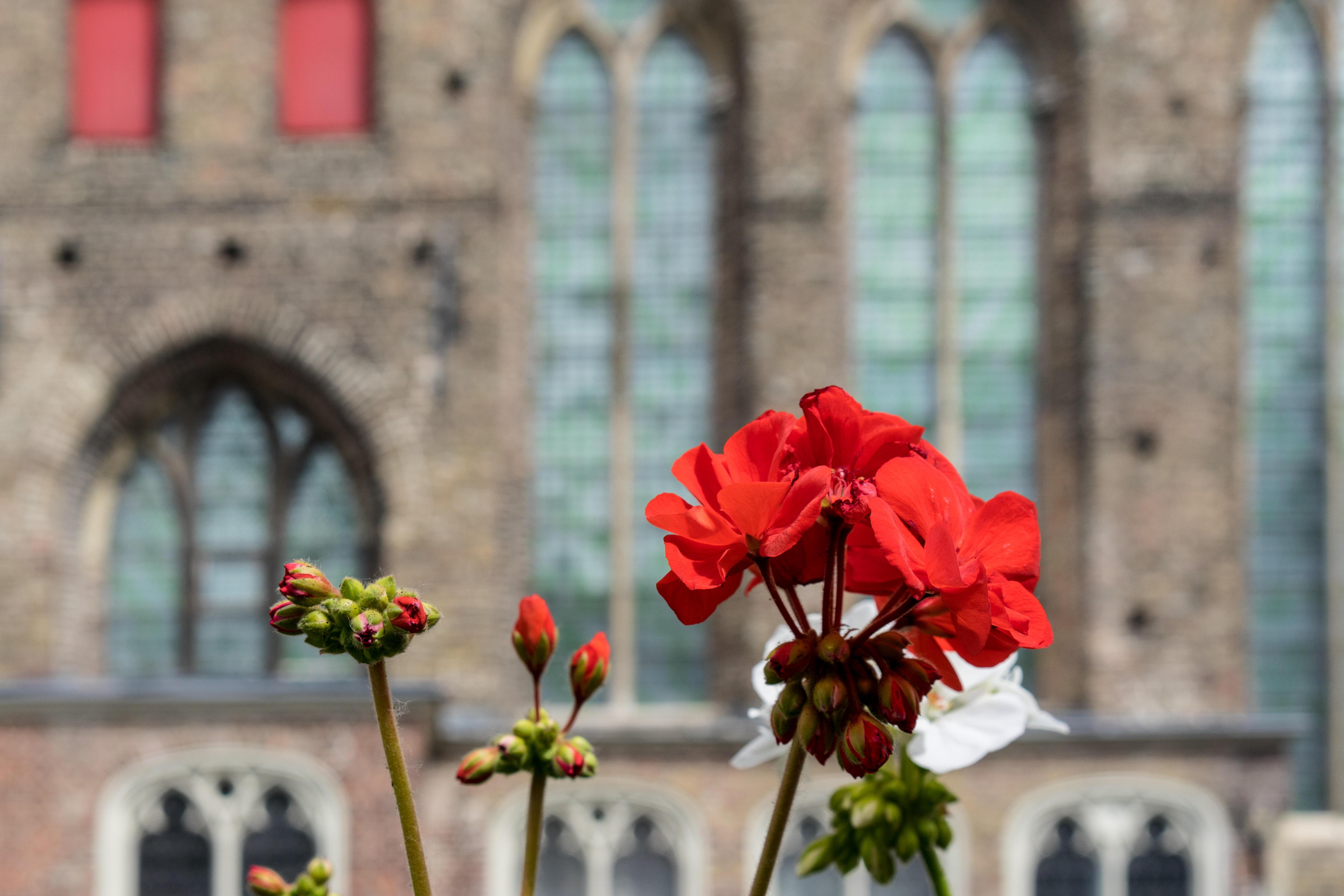 Red flowers in the foreground with an old brick hospital building and arched windows in the background.