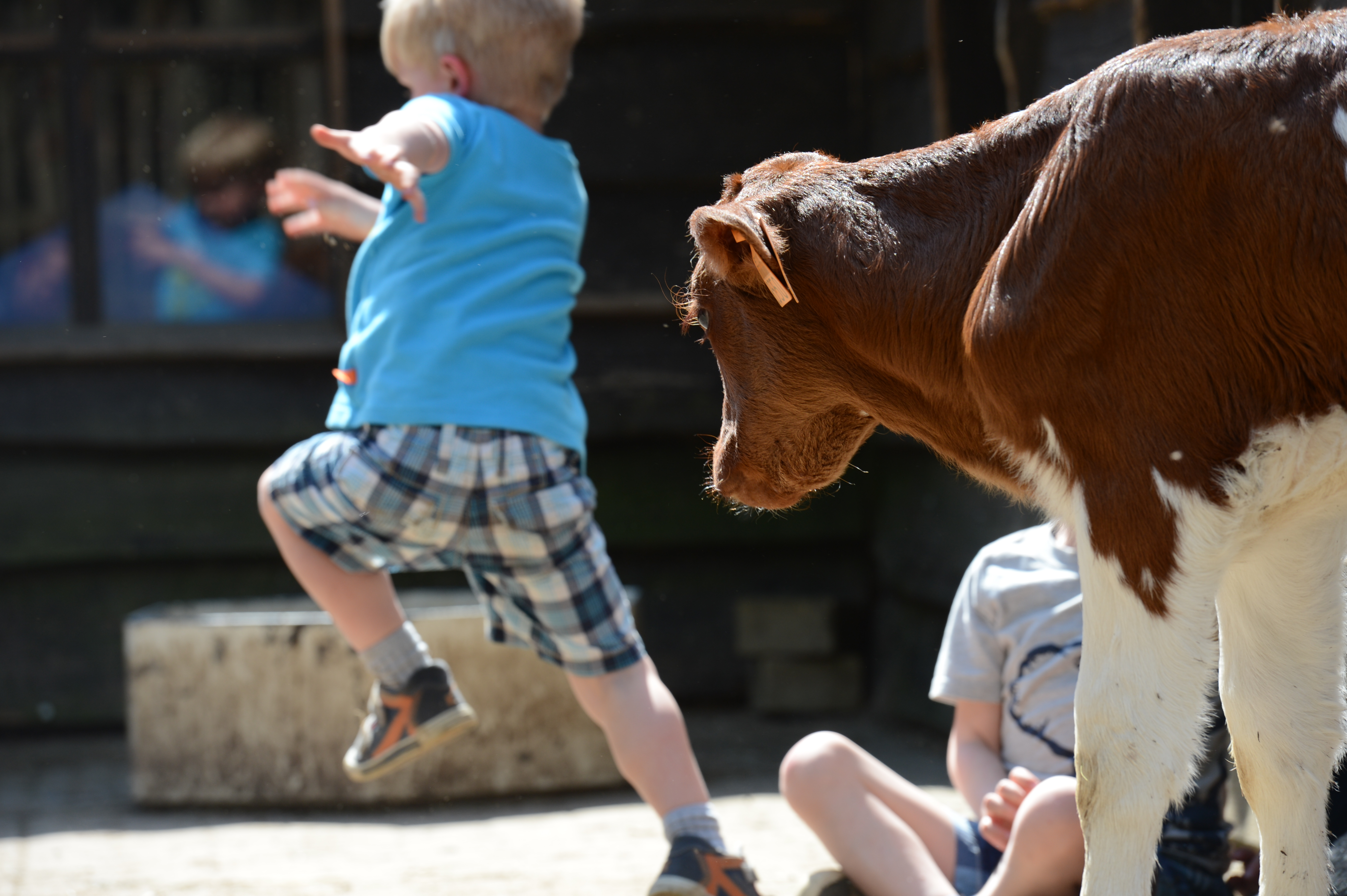 A young child jumps in front of a brown and white calf while another child sits nearby.