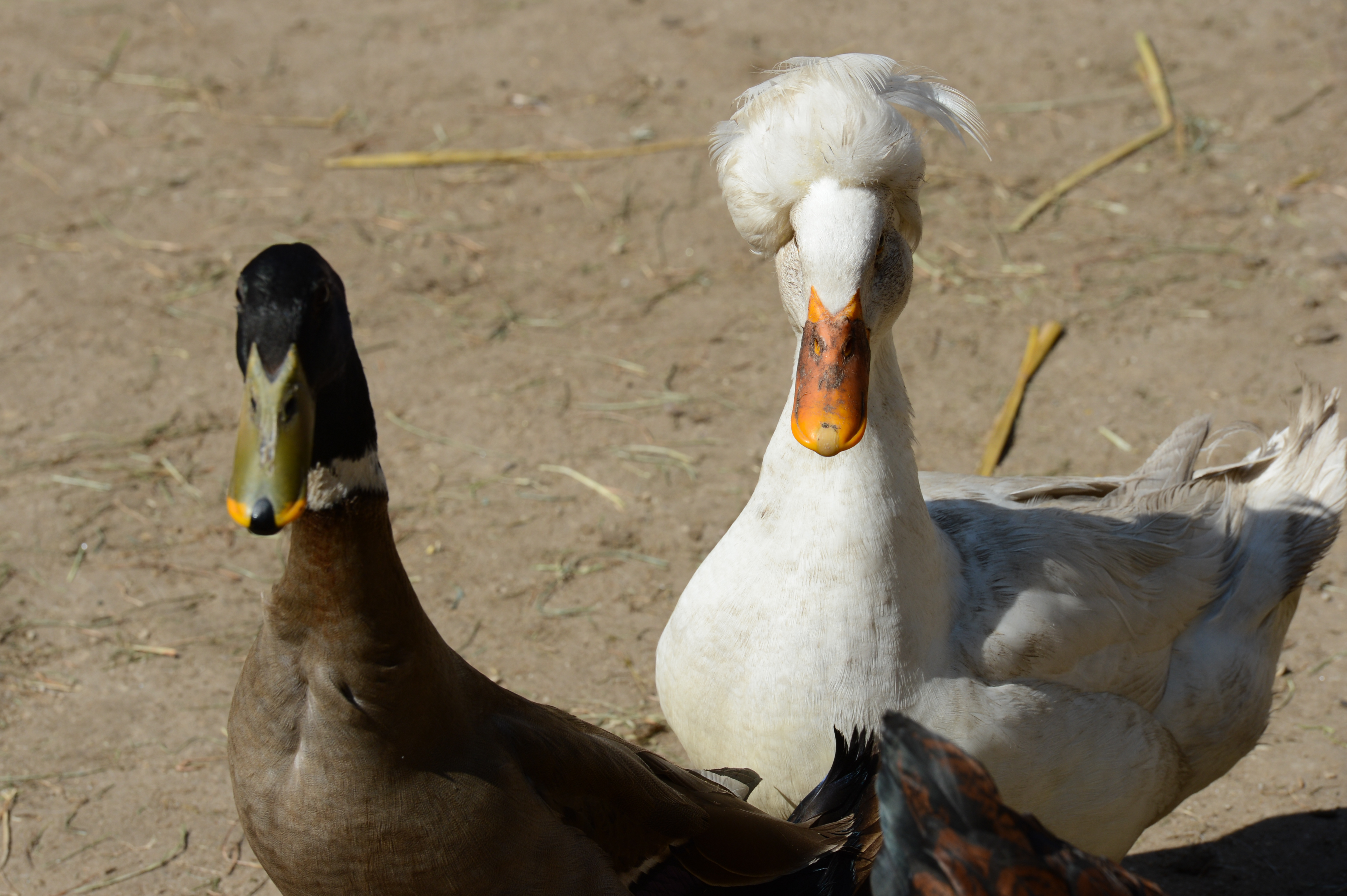 A white duck with a fluffy crest and a brown duck stand on dry ground, looking towards the camera.