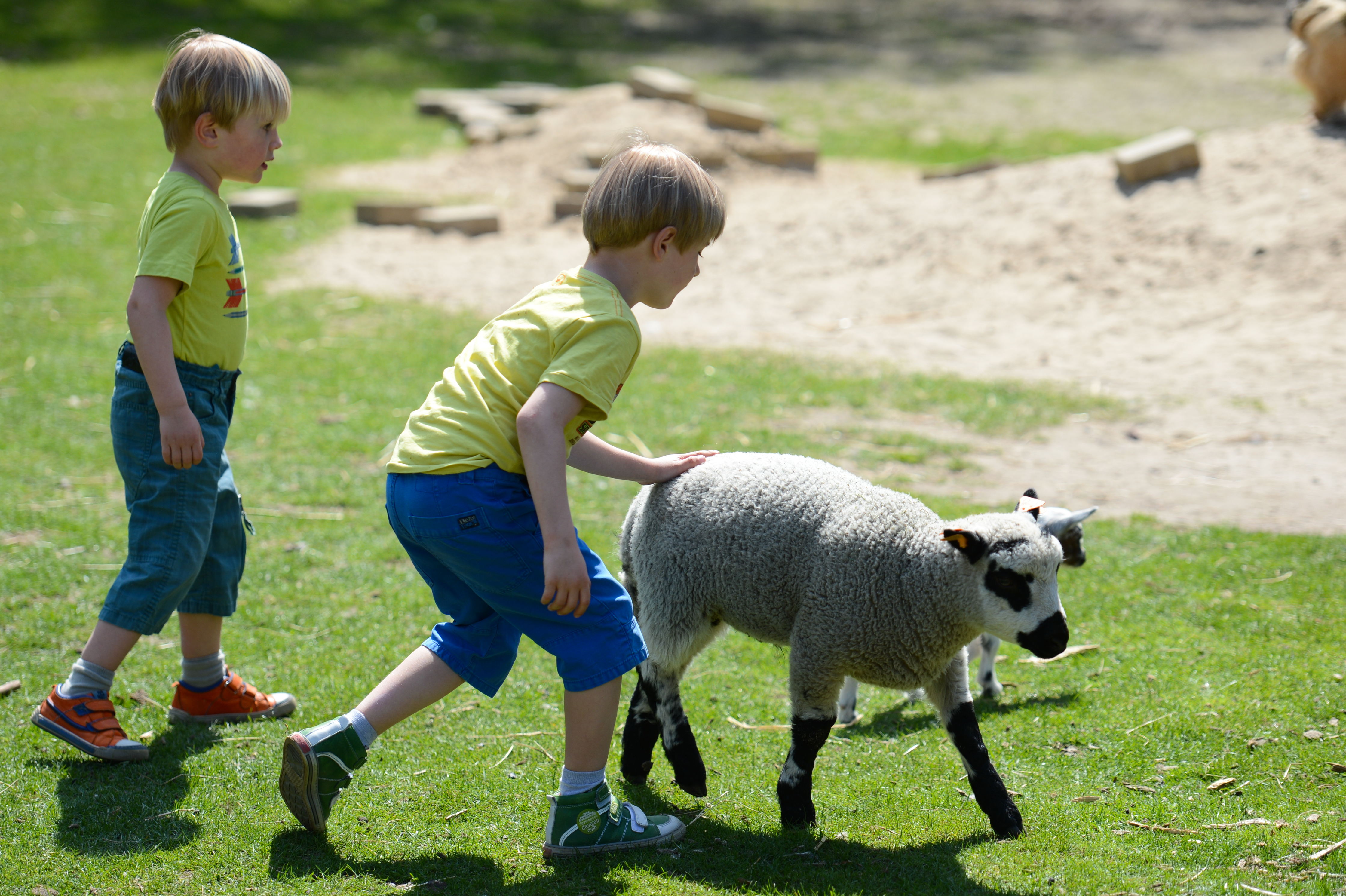 Two young children in yellow shirts approach a sheep on a grassy field, with one reaching out to touch it.