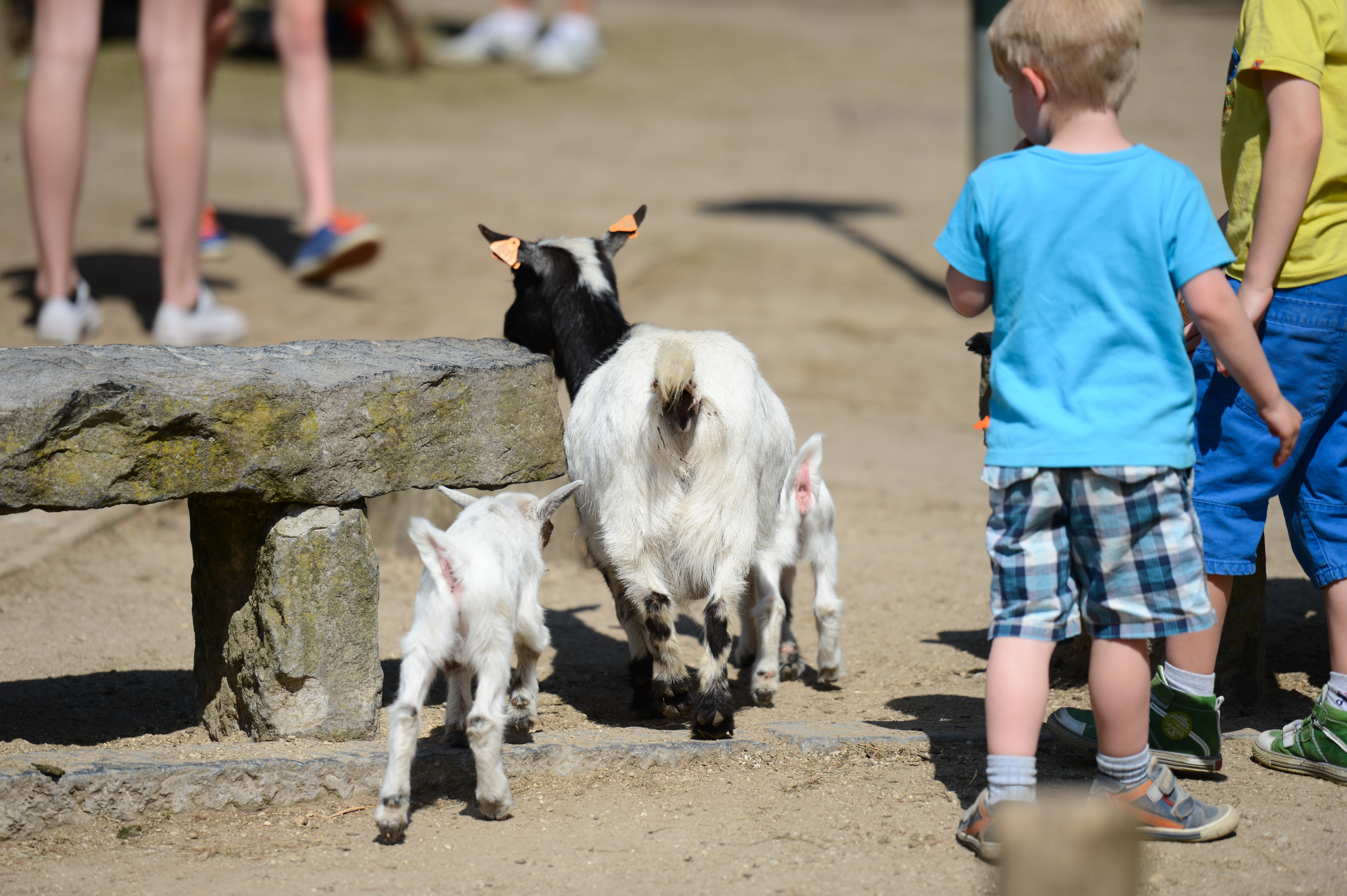 Two young children watch as a goat and two baby goats walk on a dirt path in an outdoor area.