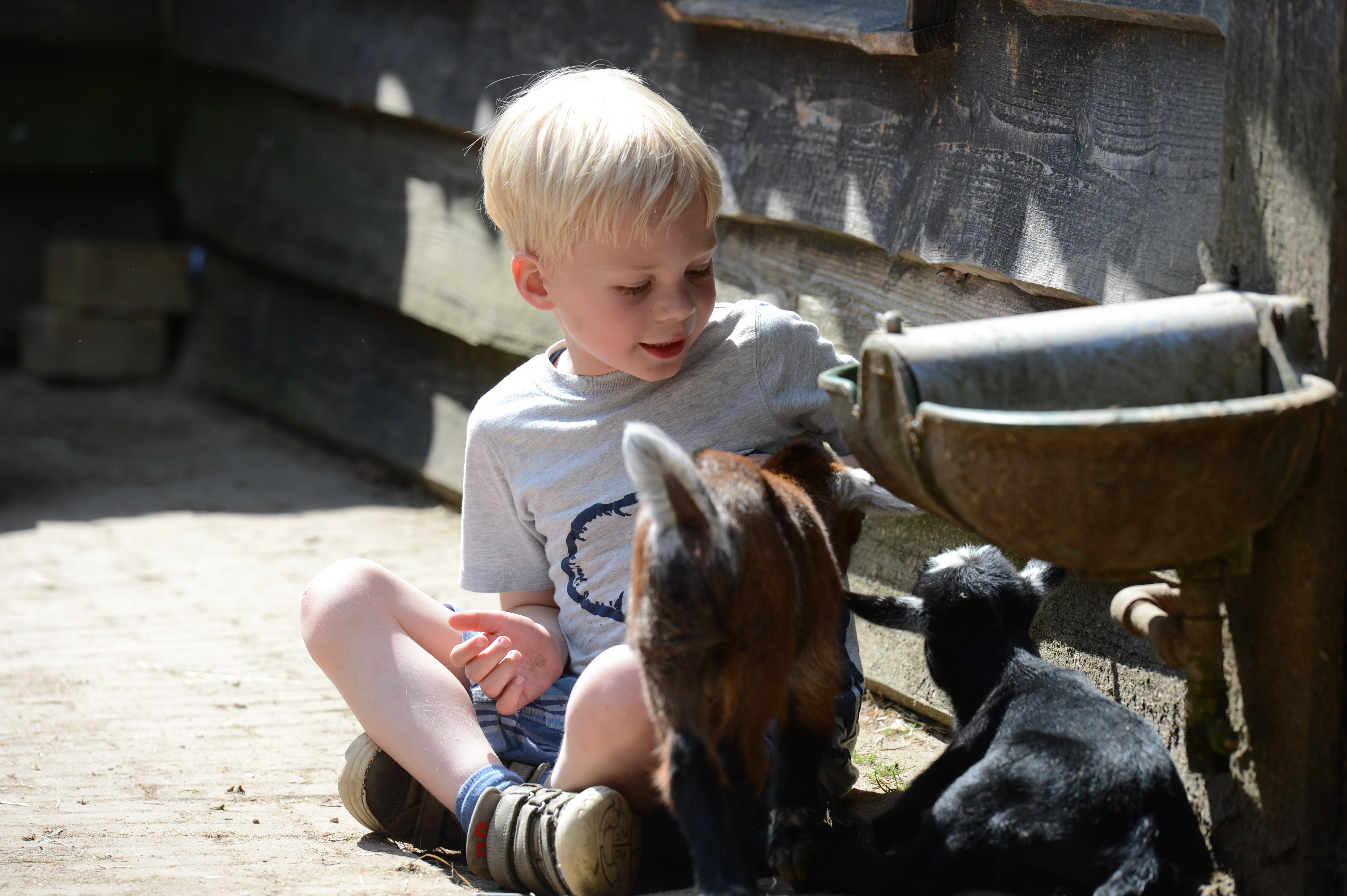A young child sits on the ground, gently petting two small goats near a water trough.