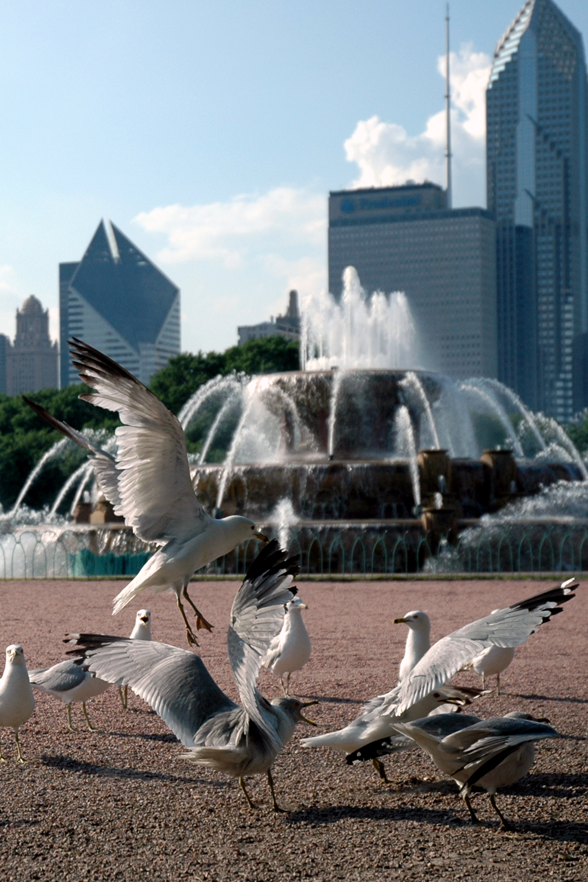 Several seagulls gather on the ground, with some spreading their wings and one in mid-flight near a fountain.