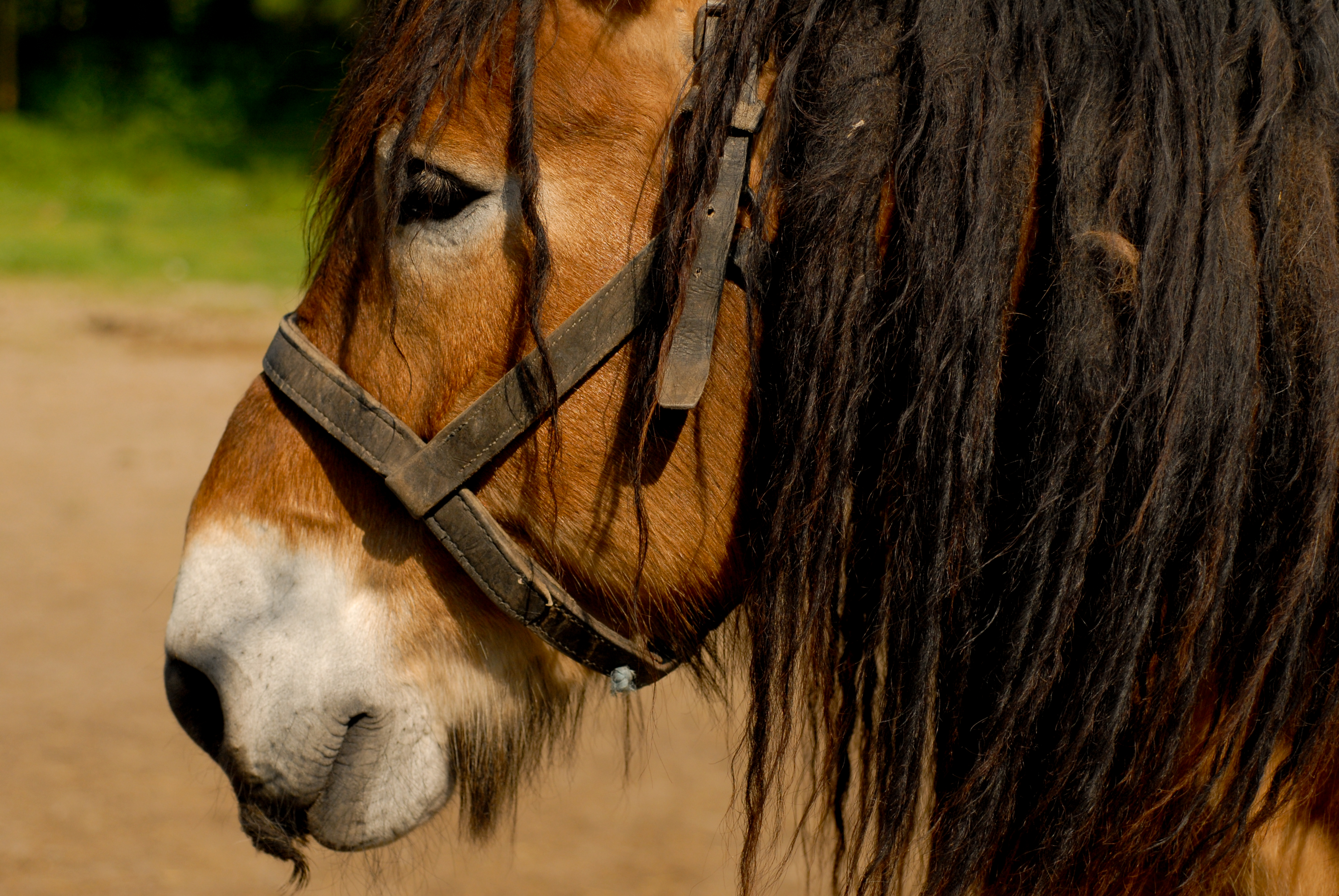 Close-up of a brown horse with a black mane, wearing a harness, standing outdoors in natural light.