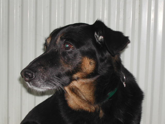 A black and brown dog with a green collar looks to the side against a light-colored background.