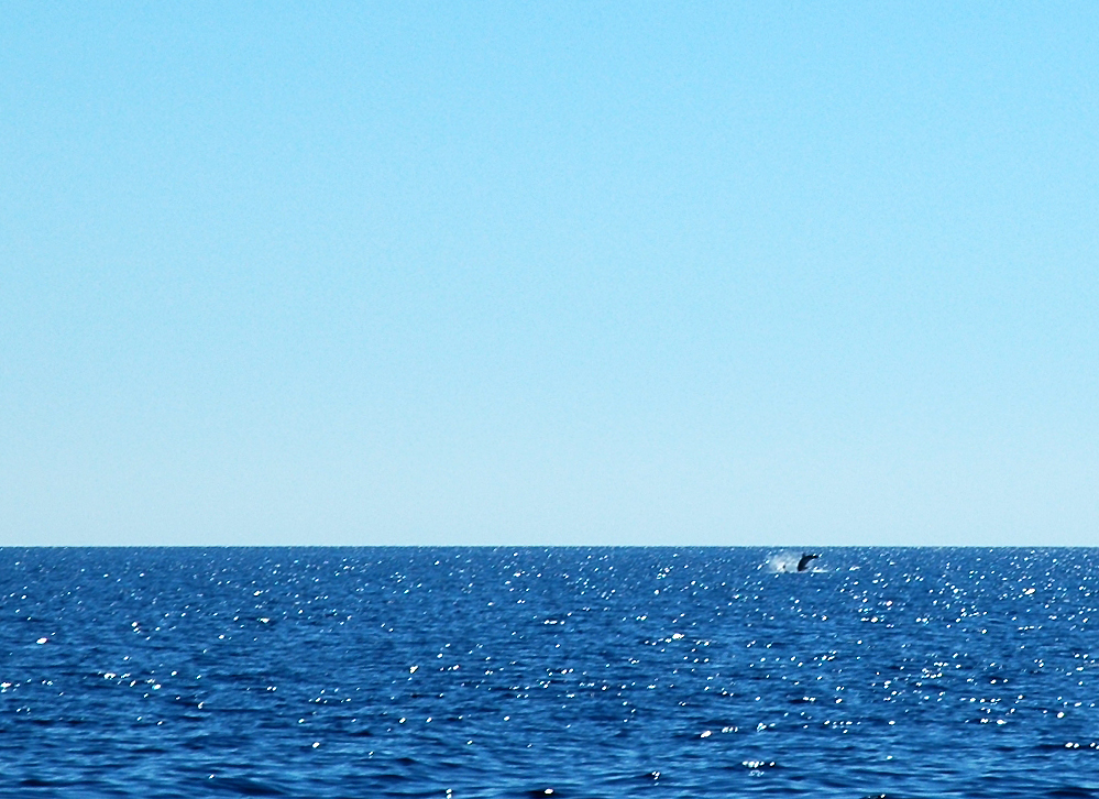 A dolphin jumps out of the water in the distance under a clear blue sky.