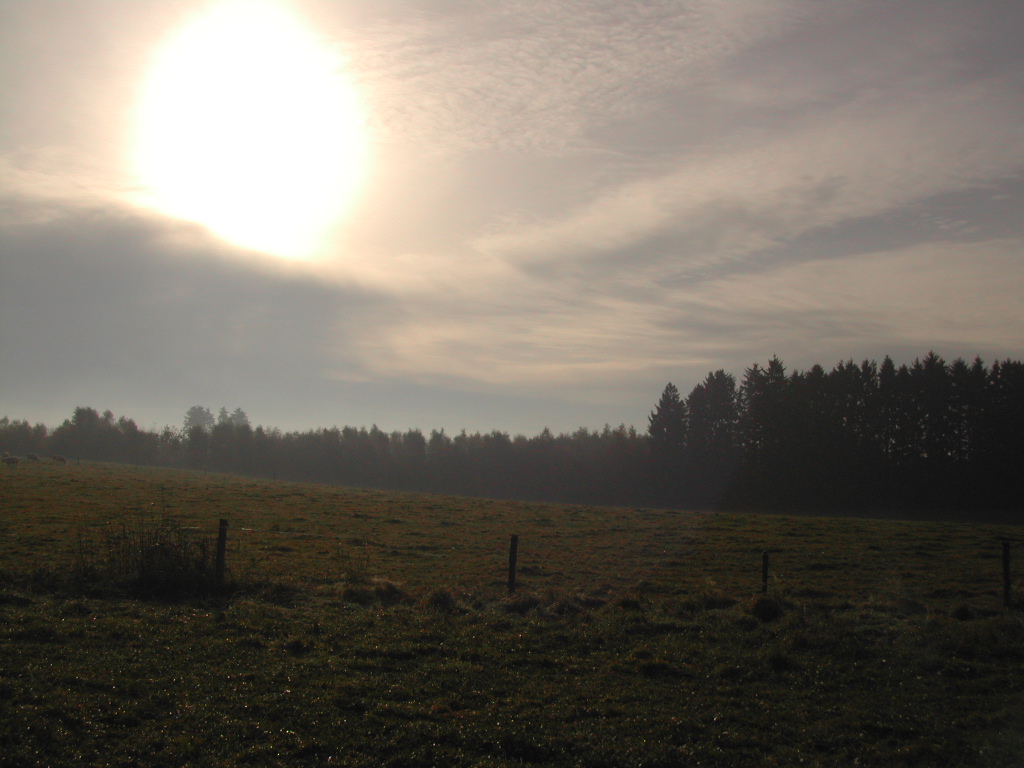 A sunlit field with a wooden fence and distant trees under a cloudy sky.