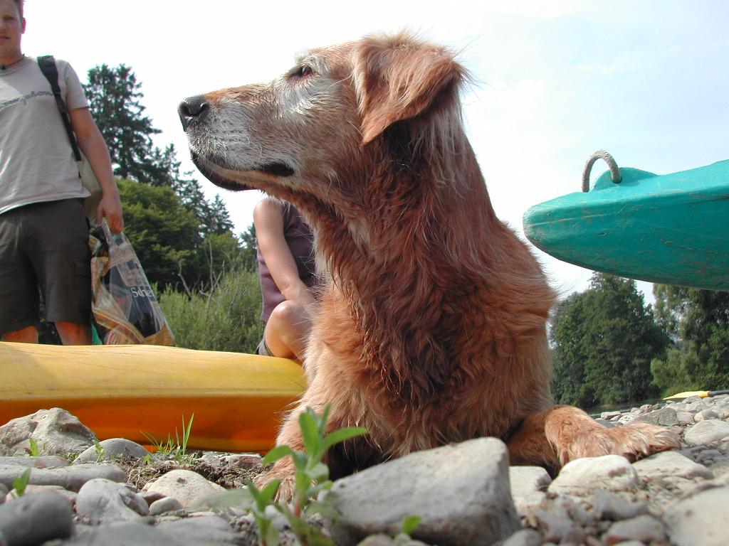 A wet dog lies on rocky ground near kayaks, with people standing nearby.