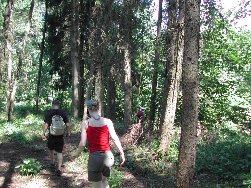 Two people walk along a forest path, with another person visible further ahead among the trees.