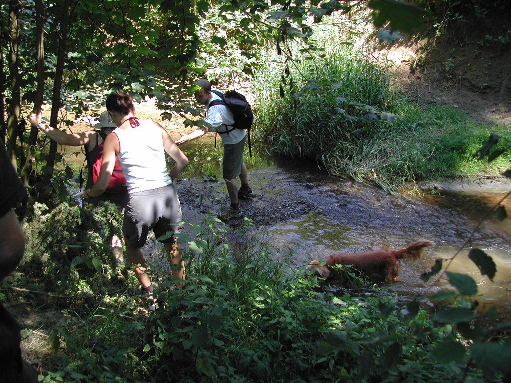 A group of people carefully cross a muddy stream in a forest, while a dog walks through the water.