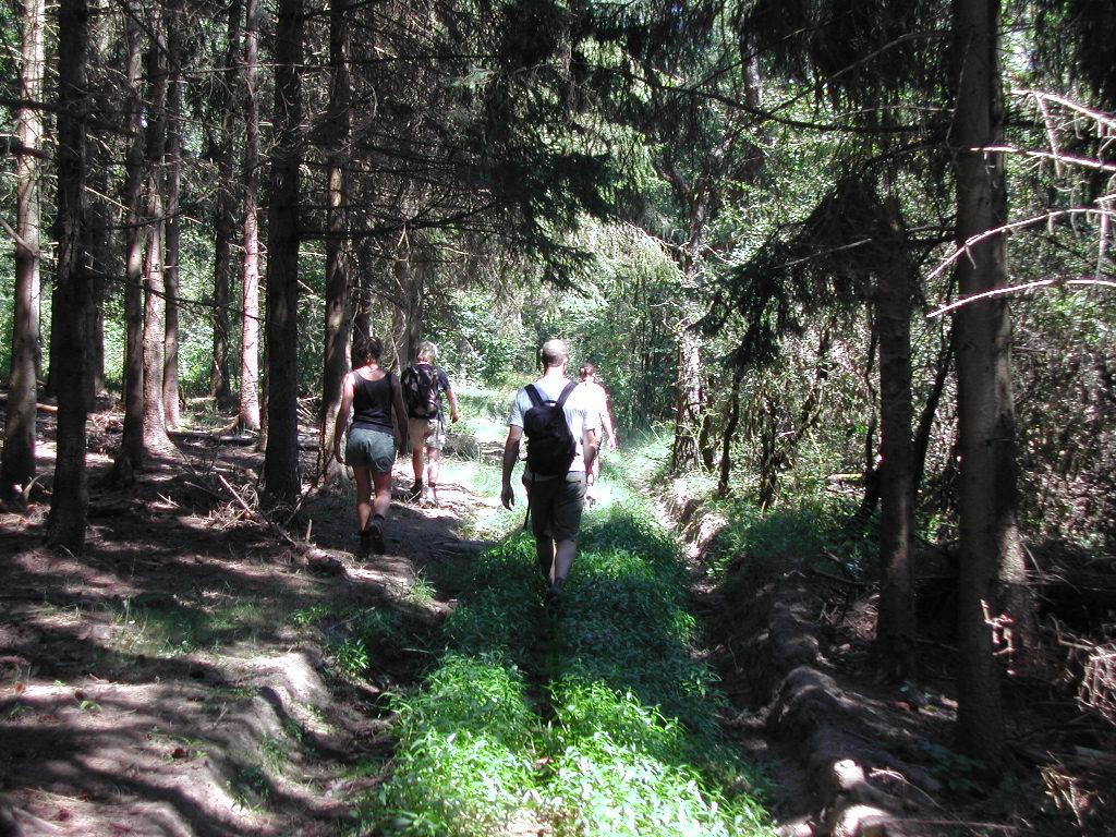 A group of people walks along a narrow forest path surrounded by tall trees and greenery.