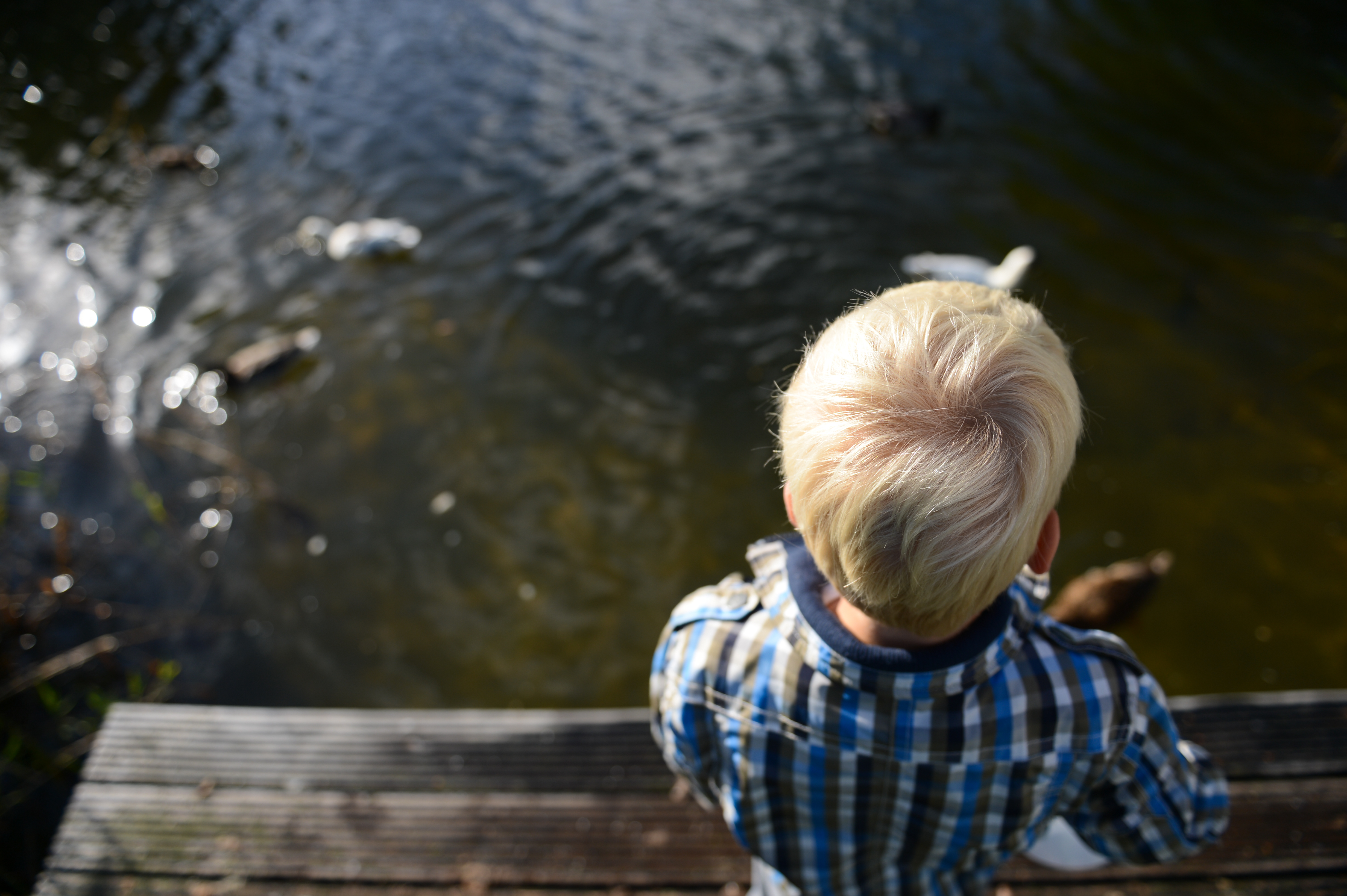 A child in a plaid shirt stands on wooden steps, looking at fish and ducks in the water.