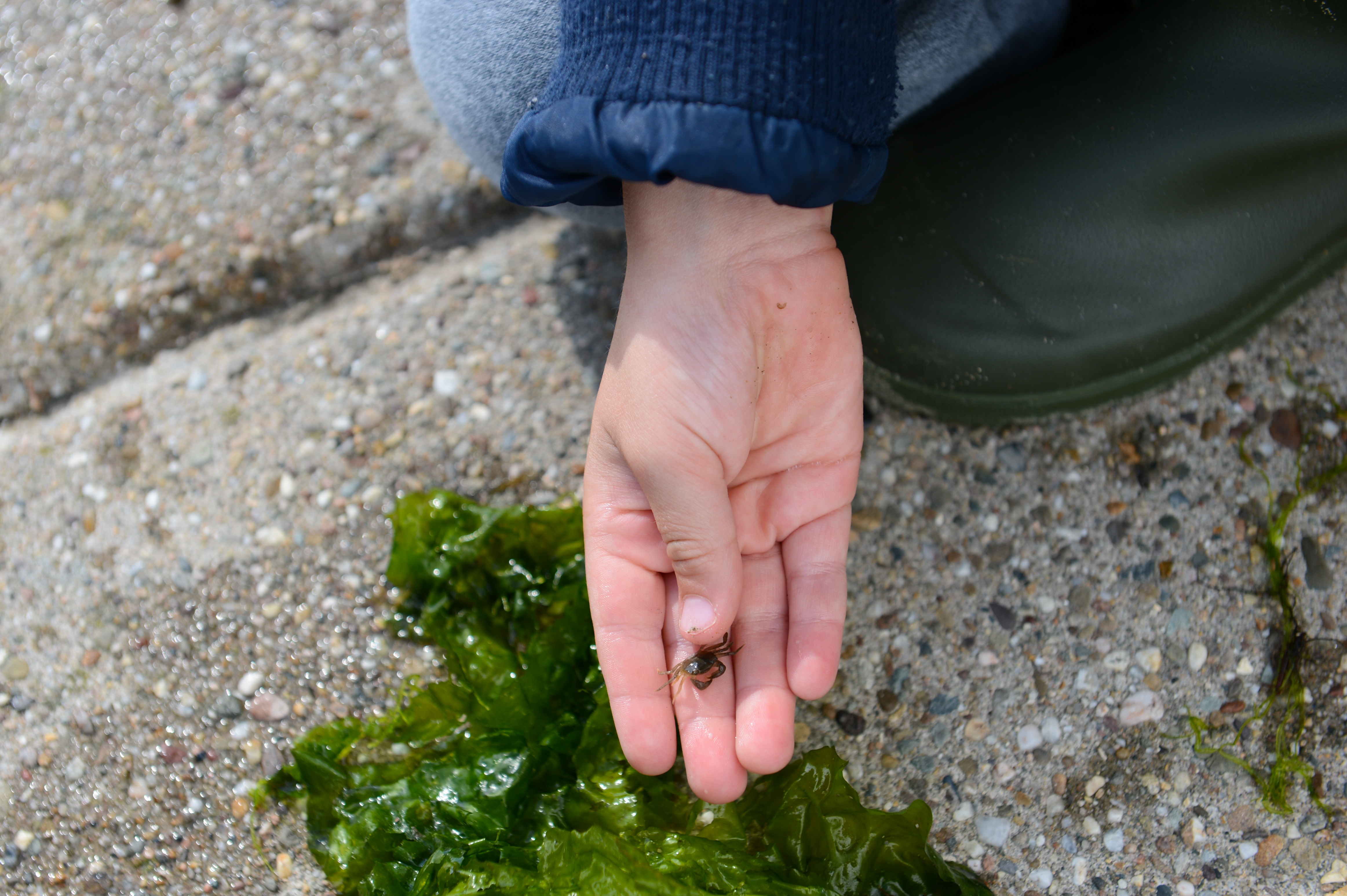 A person holds a small crab in their hand near green seaweed on a sandy surface.