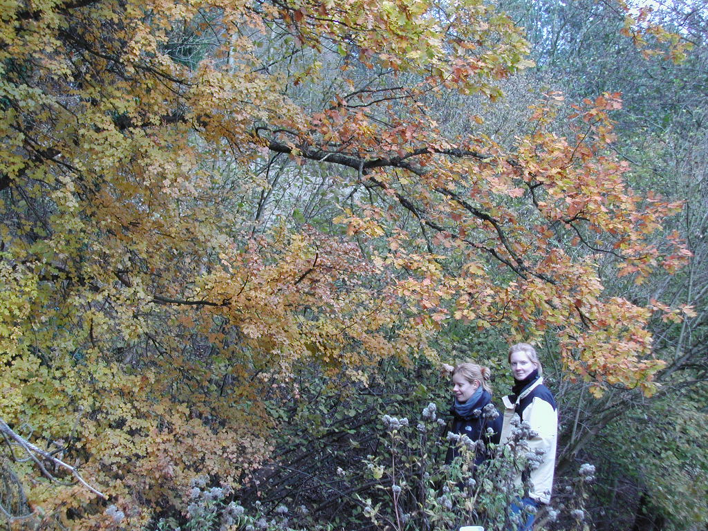 Two people wearing jackets and scarves walk through a wooded area with autumn-colored leaves on the trees.
