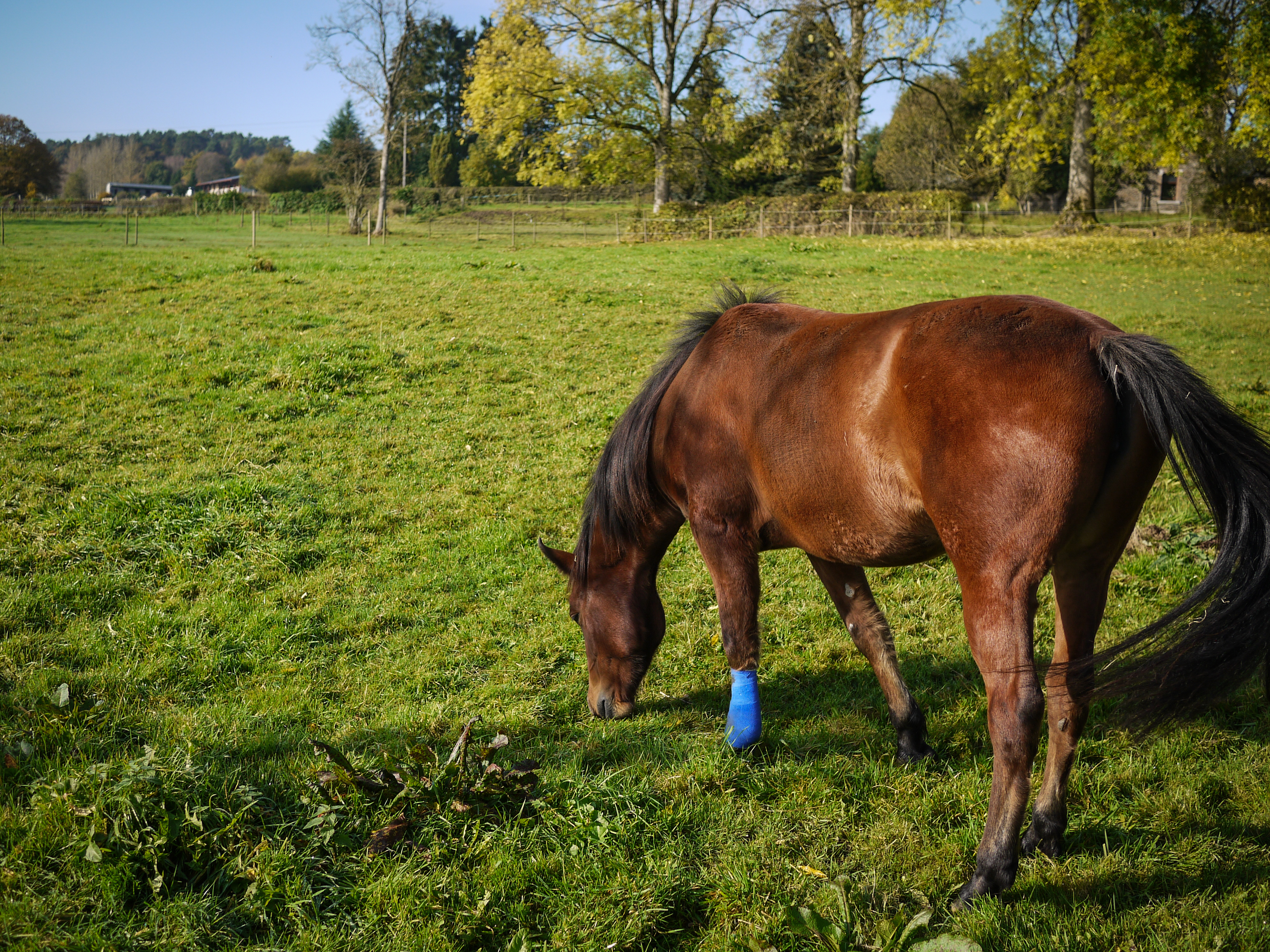 A brown horse grazes in a green field, with a blue bandage wrapped around its front leg.