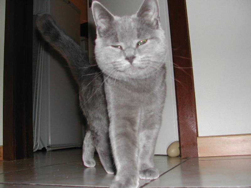 A gray cat with short fur walks toward the camera with a relaxed expression and slightly squinted eyes.
