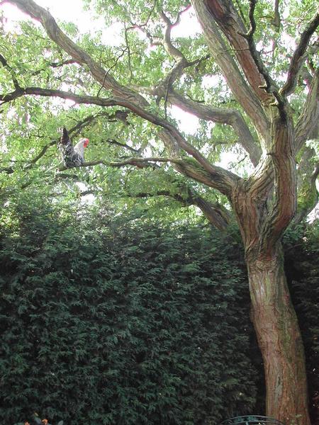 A chicken is perched on a tree branch, surrounded by green foliage.