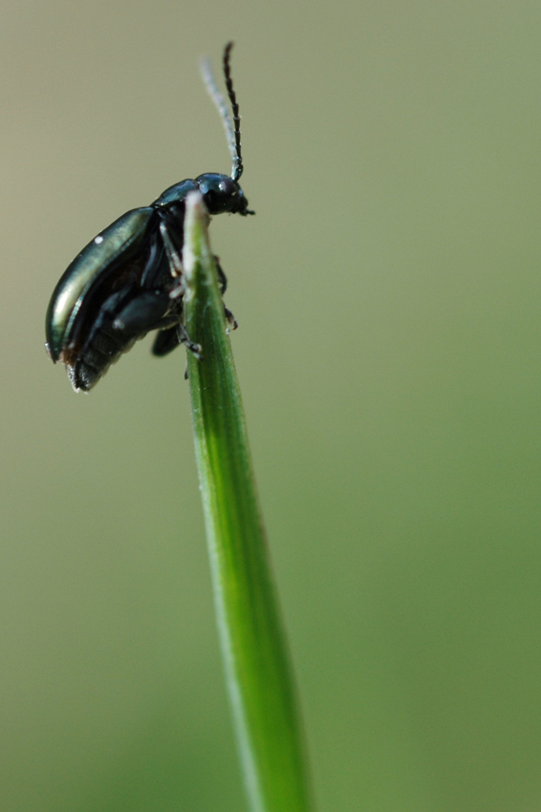 A small, shiny black beetle clings to the tip of a green blade of grass.