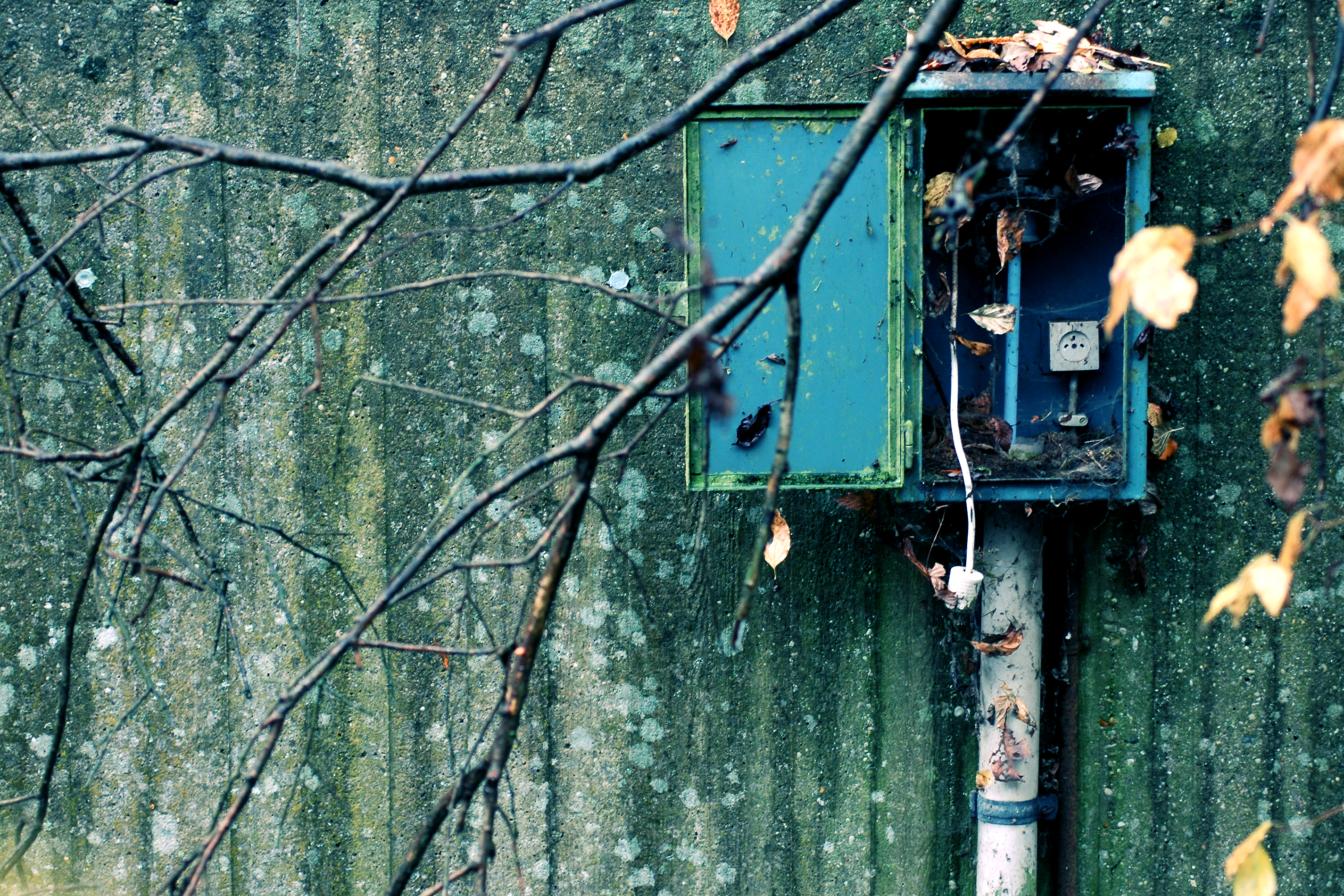 An old electrical box with an open door, a disconnected plug, and fallen leaves covering its surface.