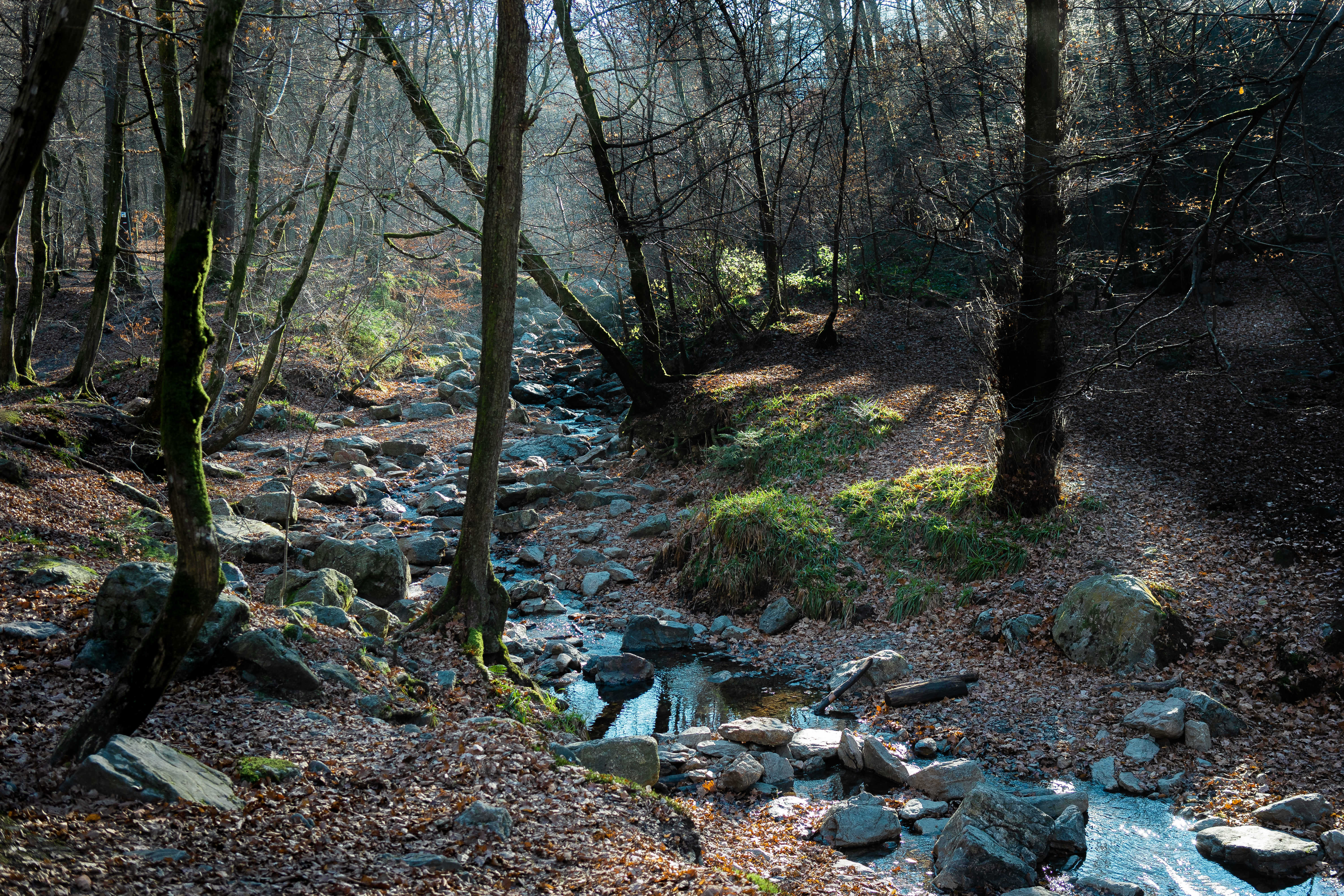 A rocky stream flows through a forest with tall trees and fallen leaves covering the ground.