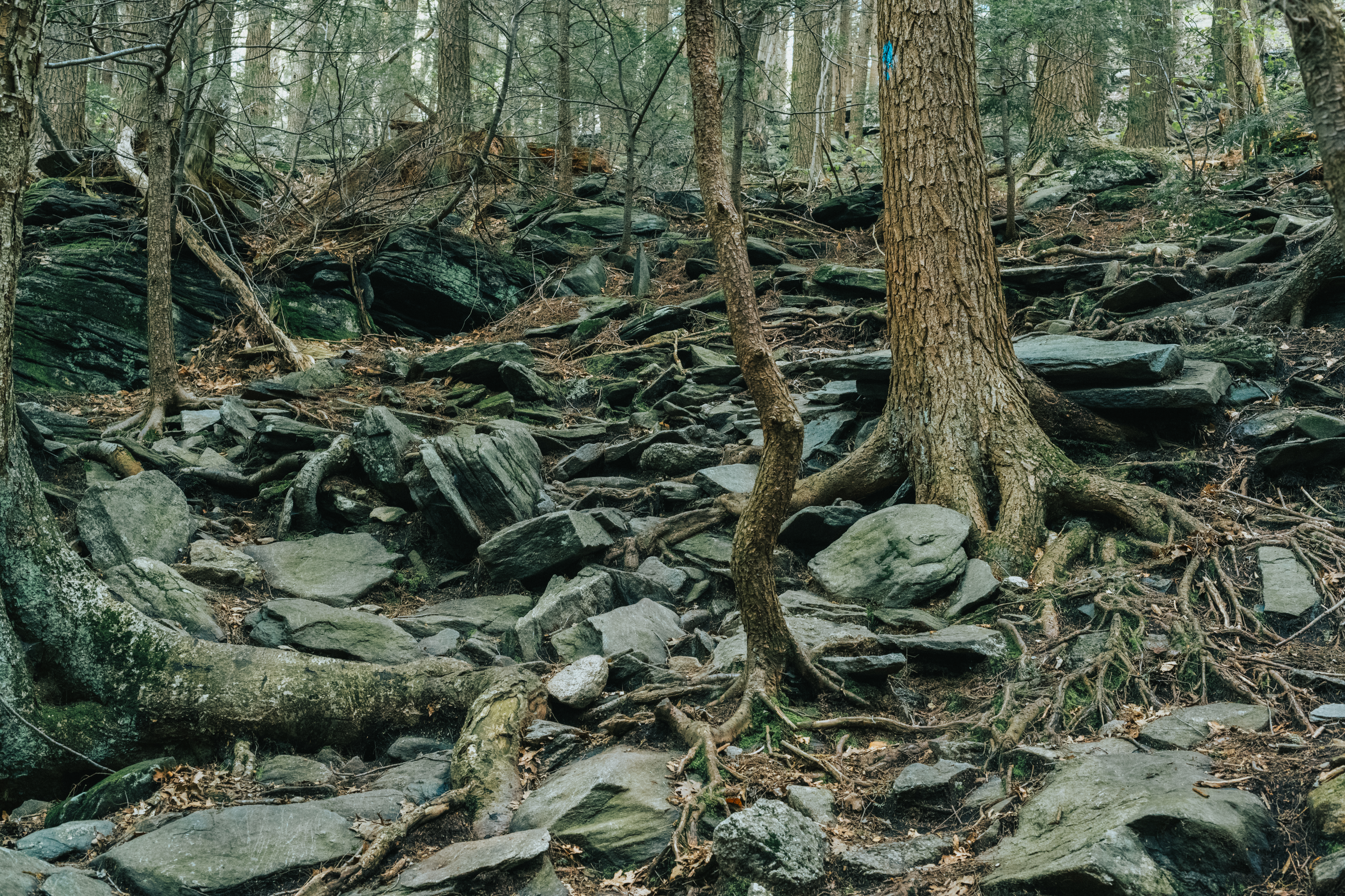 Hiking the Wachusett Summit Loop