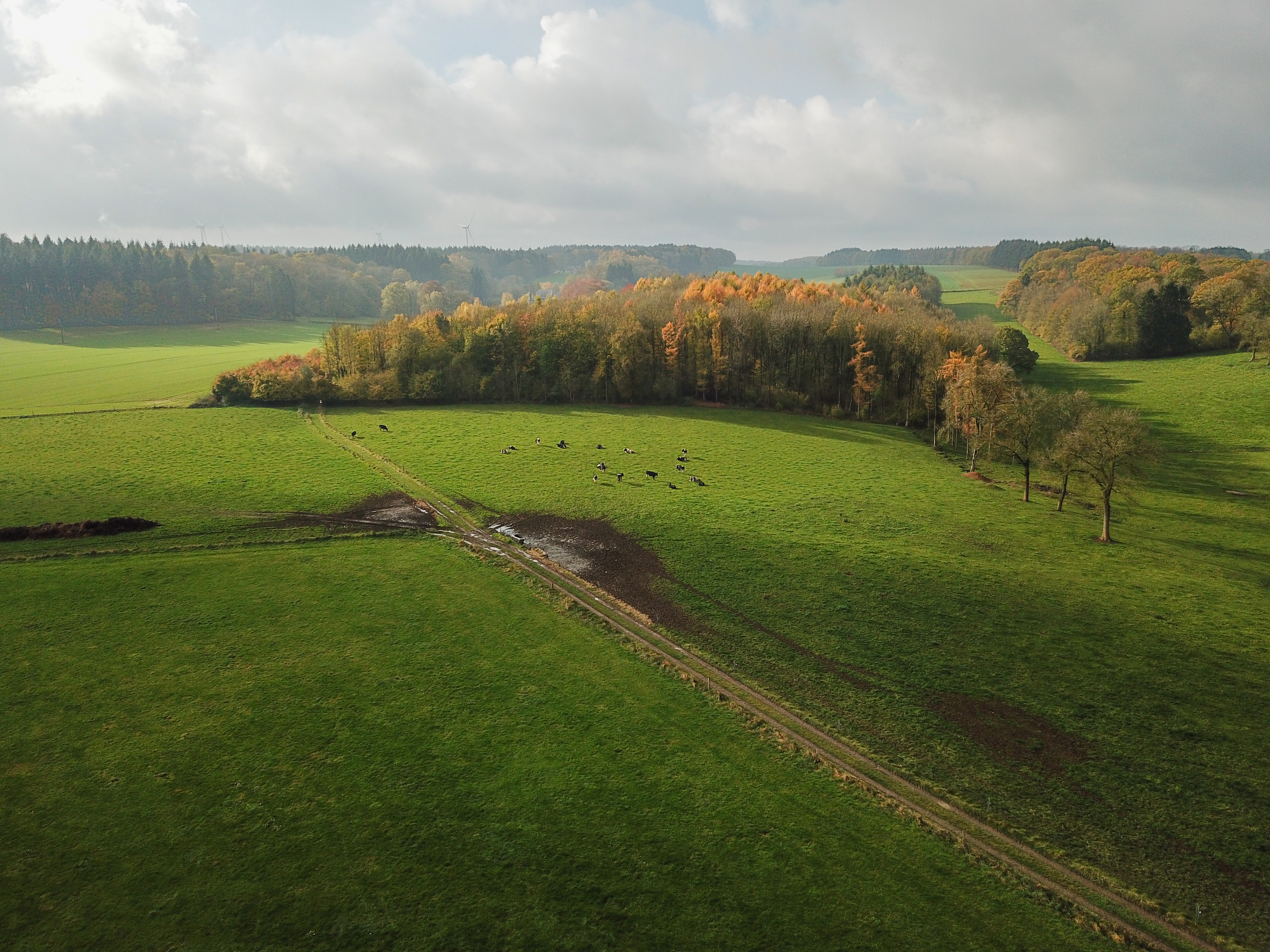 Aerial view of a green field with cows grazing near a dirt path, surrounded by trees with autumn colors.