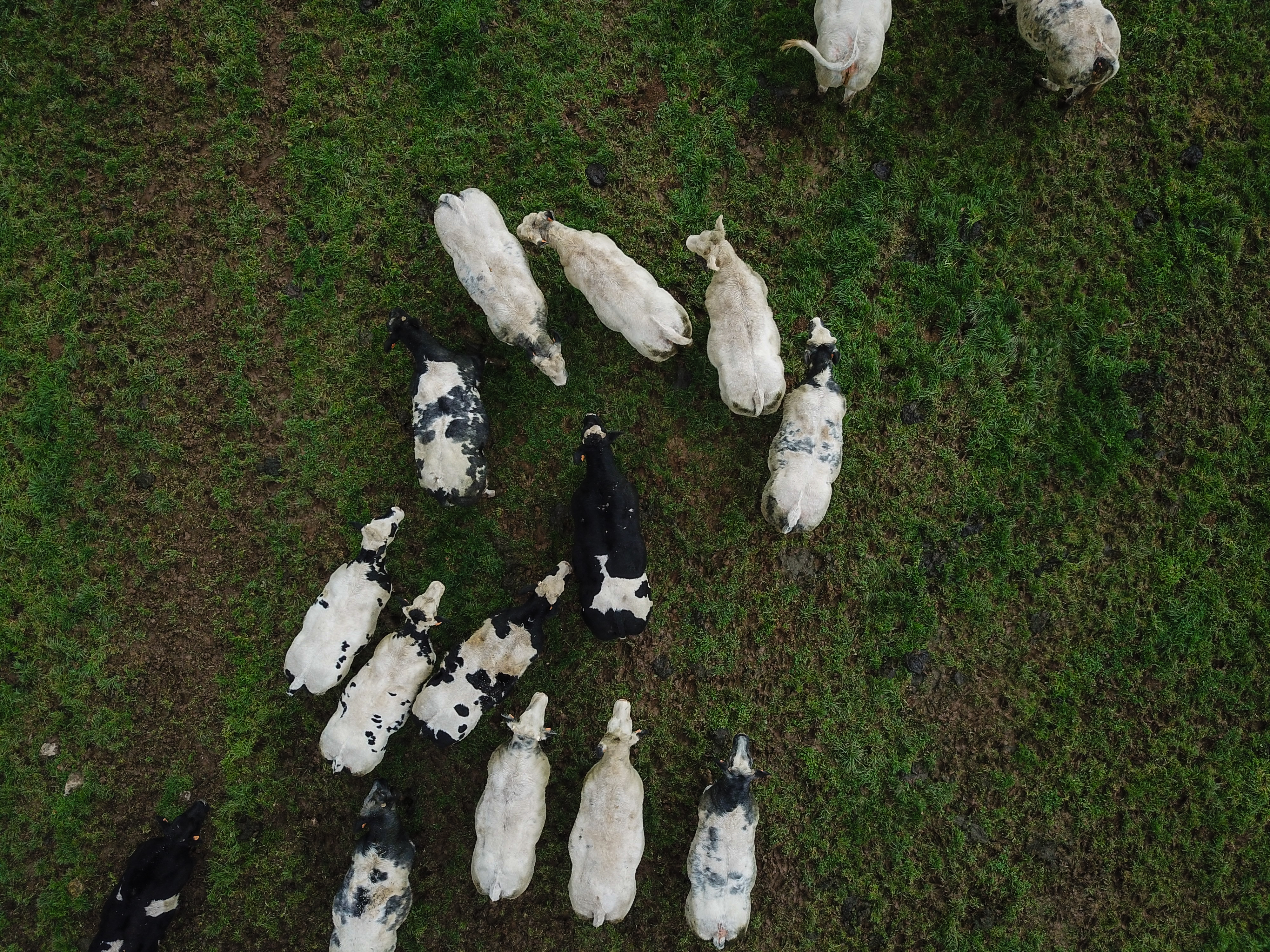 A group of black and white cows standing and moving on a grassy field, viewed from above.