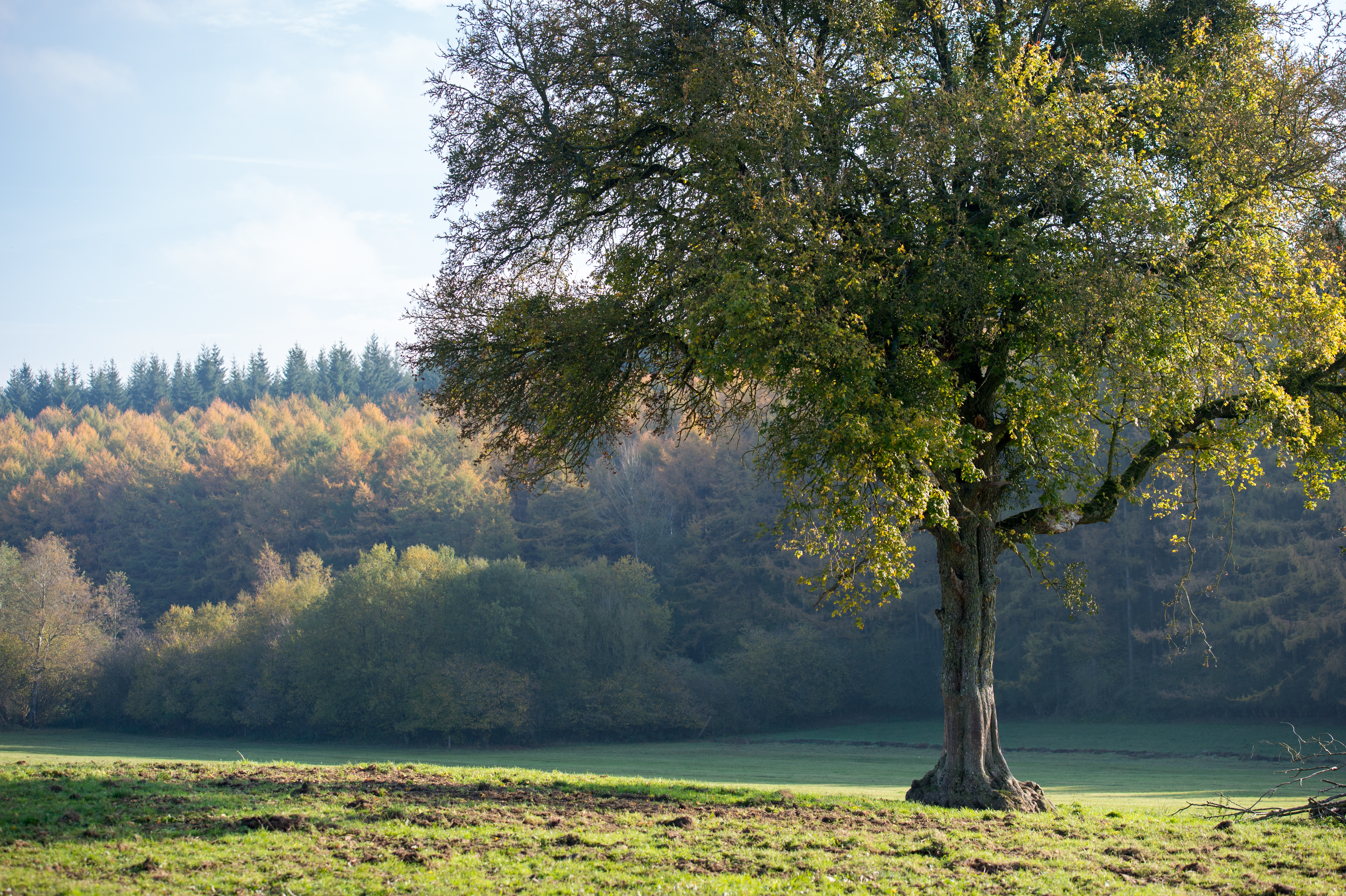 A large tree stands in a green field with a forest in the background during daytime.