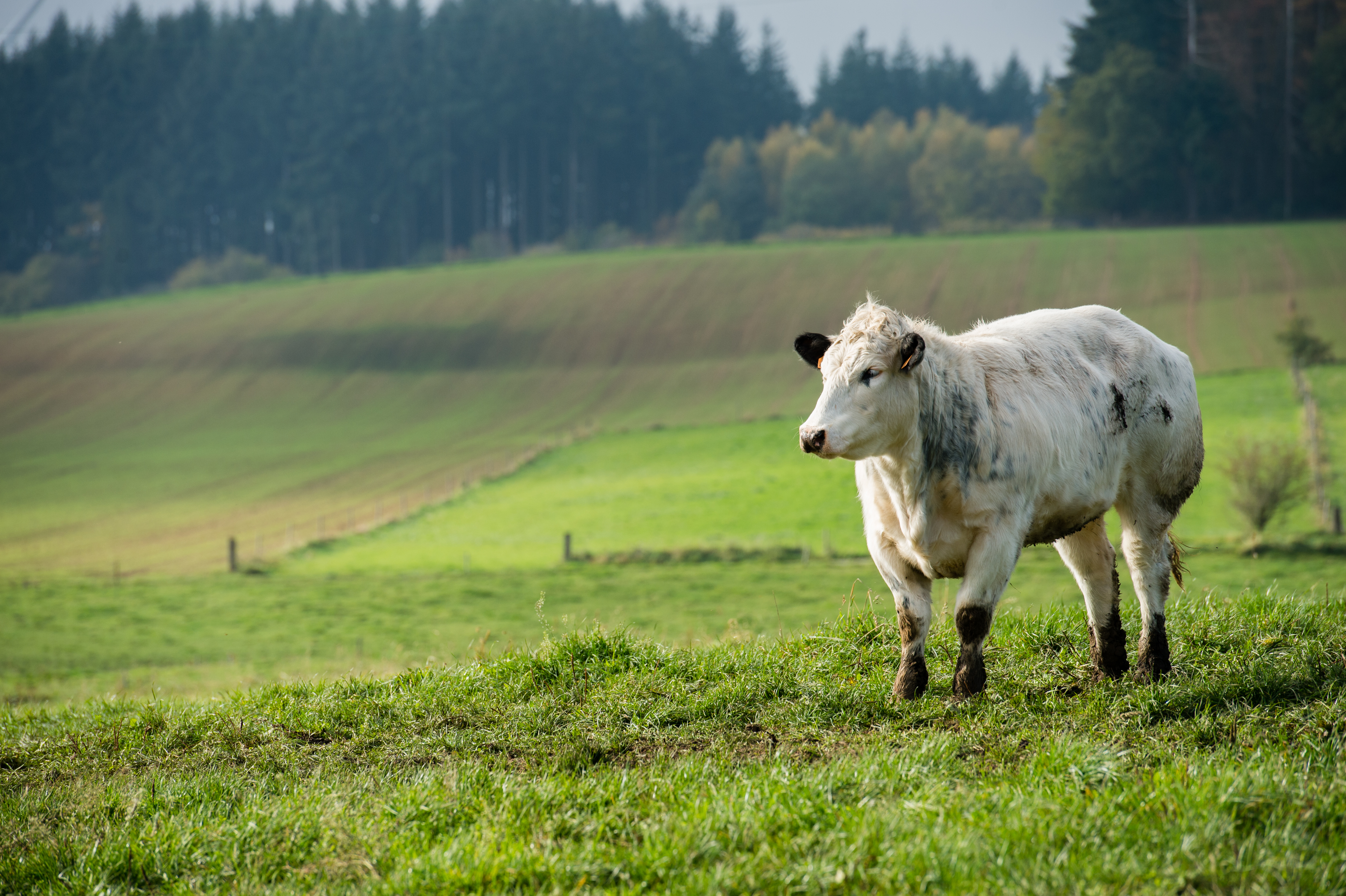 A white cow with black markings stands on a grassy hill in a rural landscape.