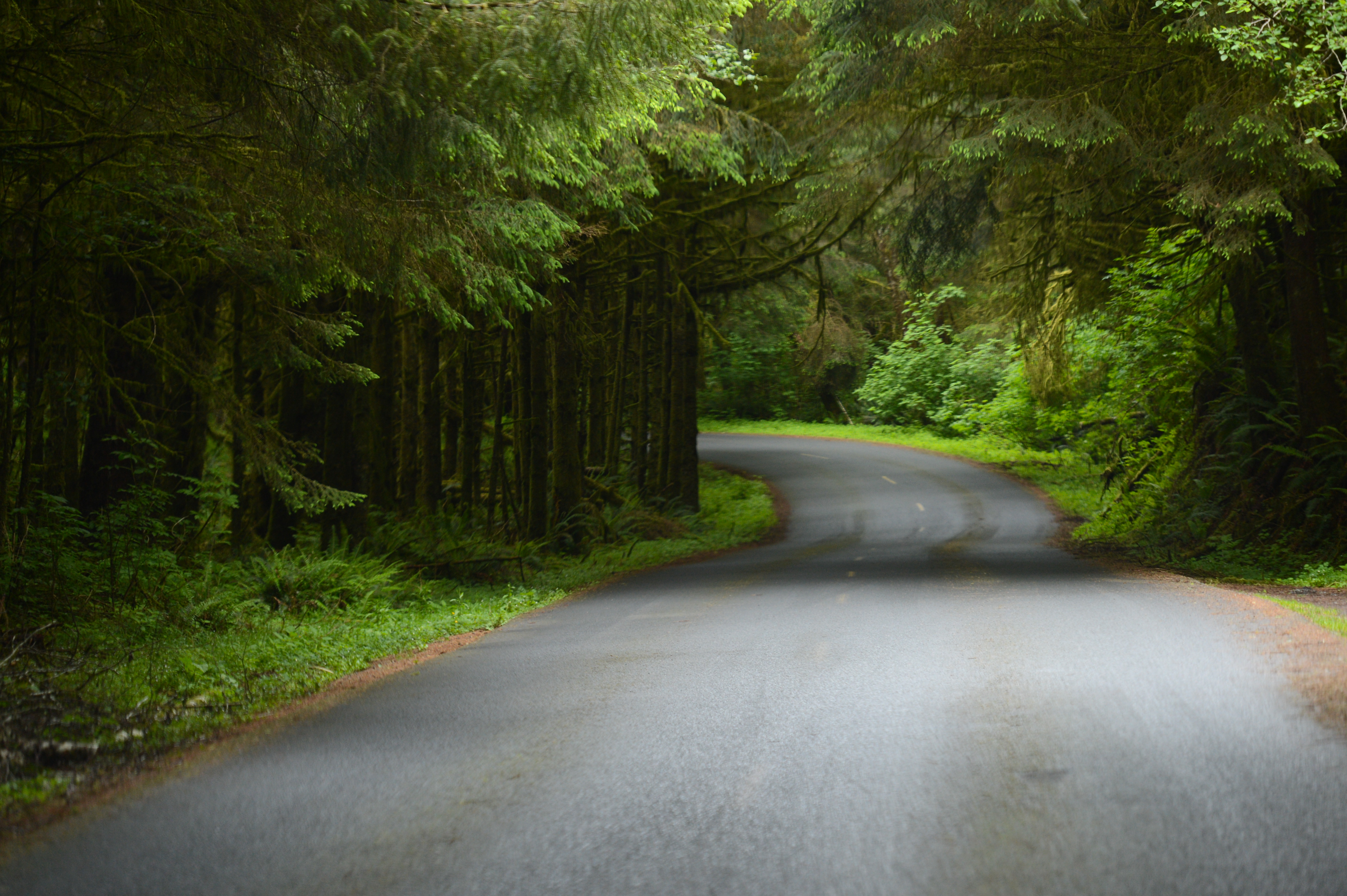 A winding road curves through a dense, green forest with tall trees and lush vegetation on both sides.