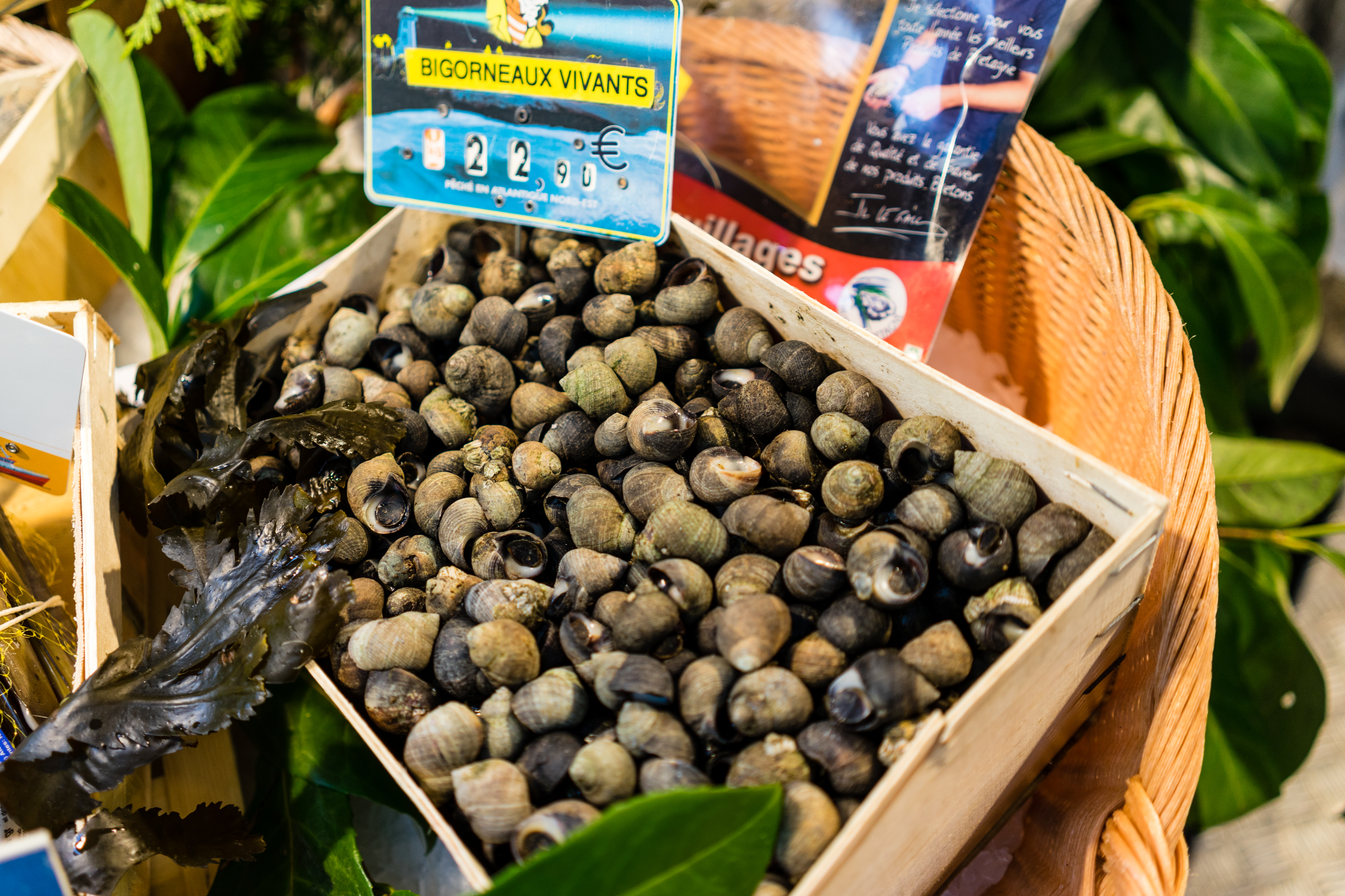 A wooden crate filled with live sea snails (bigorneaux) for sale at a market, with a price sign.