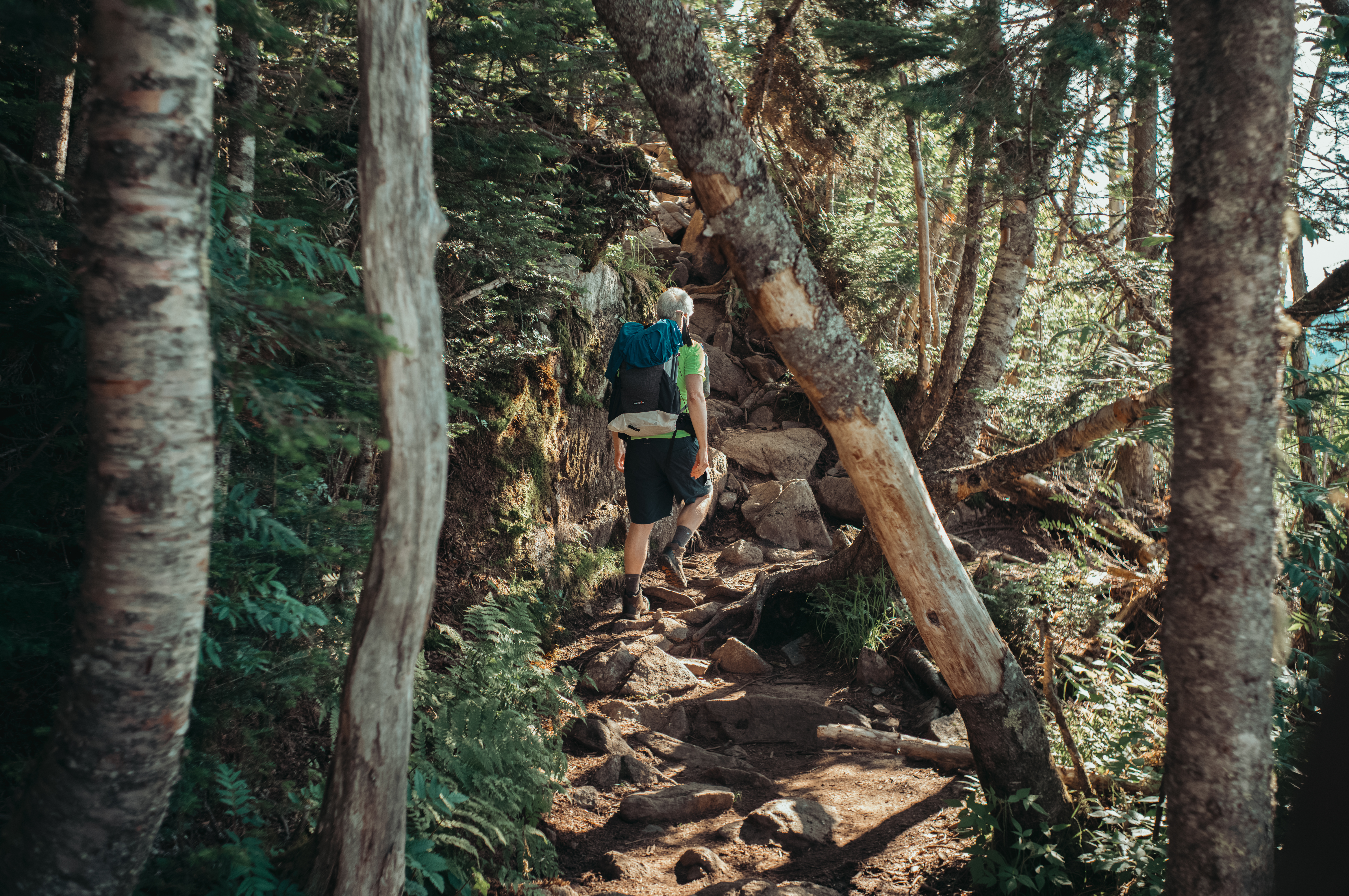 A hiker with a backpack climbs a rocky trail through a dense, sunlit forest of tall trees.