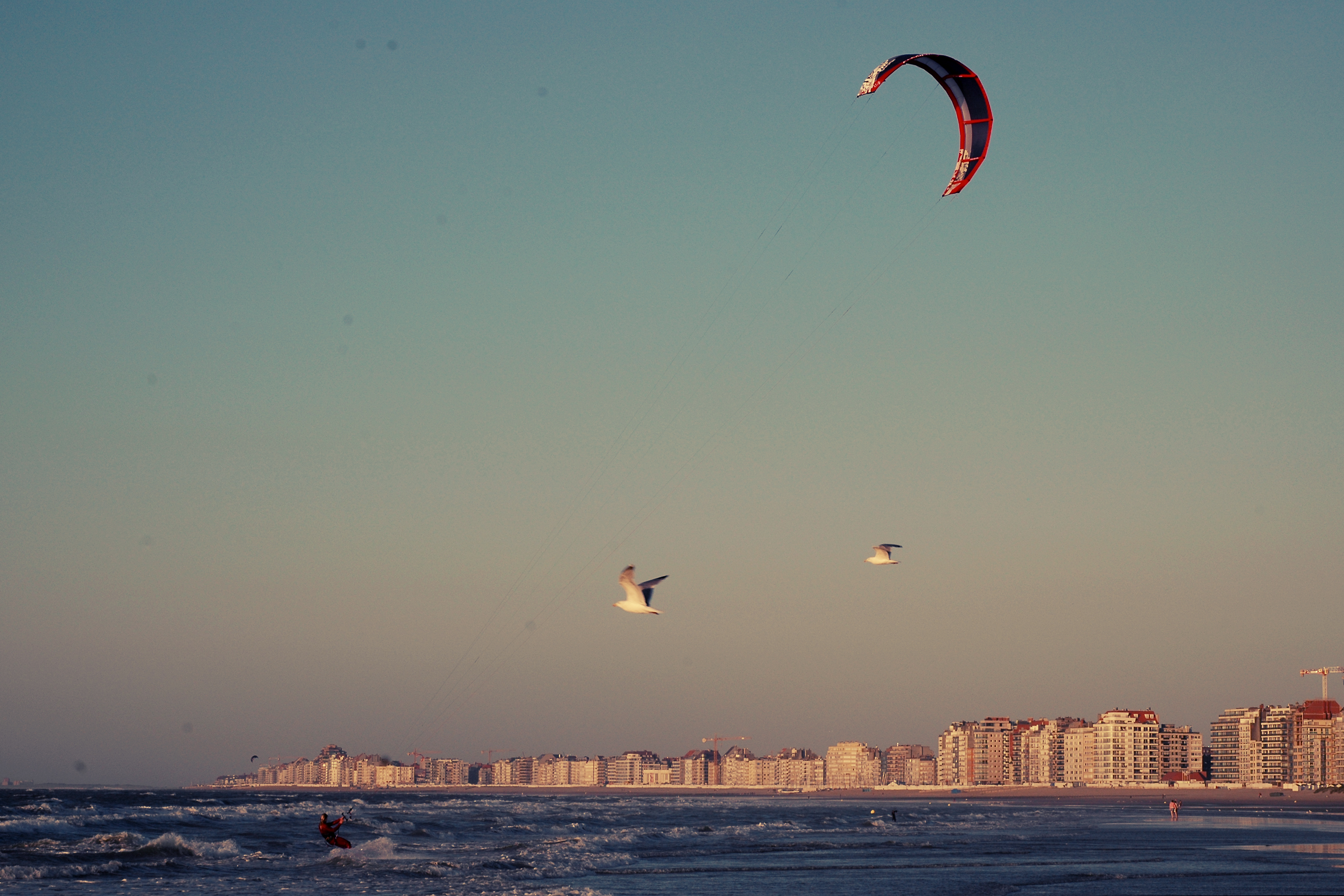 A person kiteboarding on the ocean with a red and black kite, while two birds fly nearby.