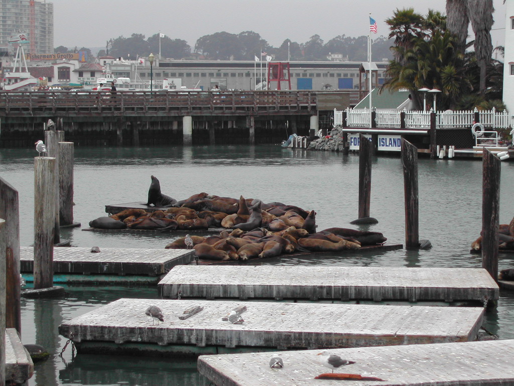 A group of sea lions rests on floating docks near a pier, with seagulls perched nearby.