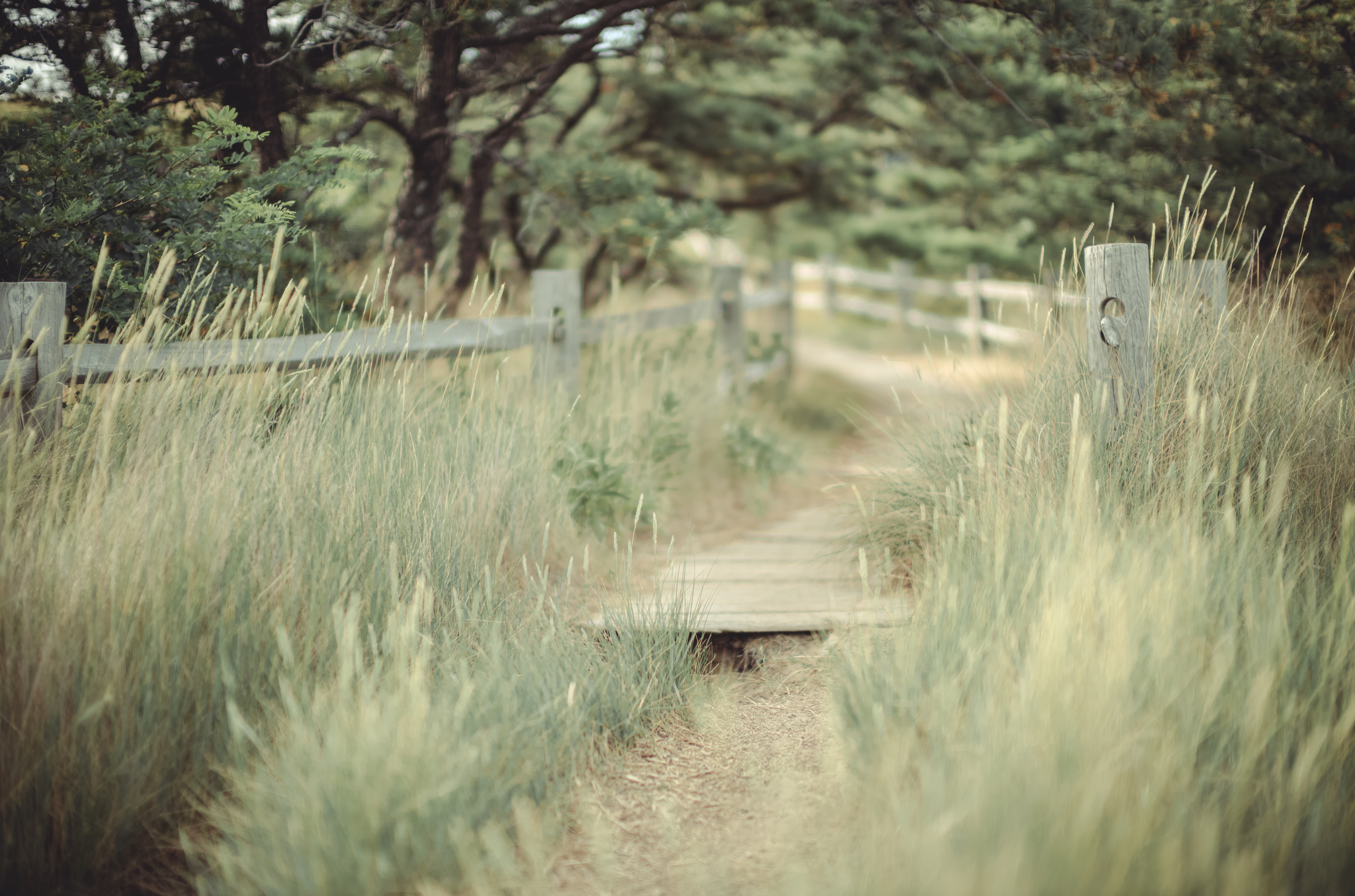 Cape Cod trail