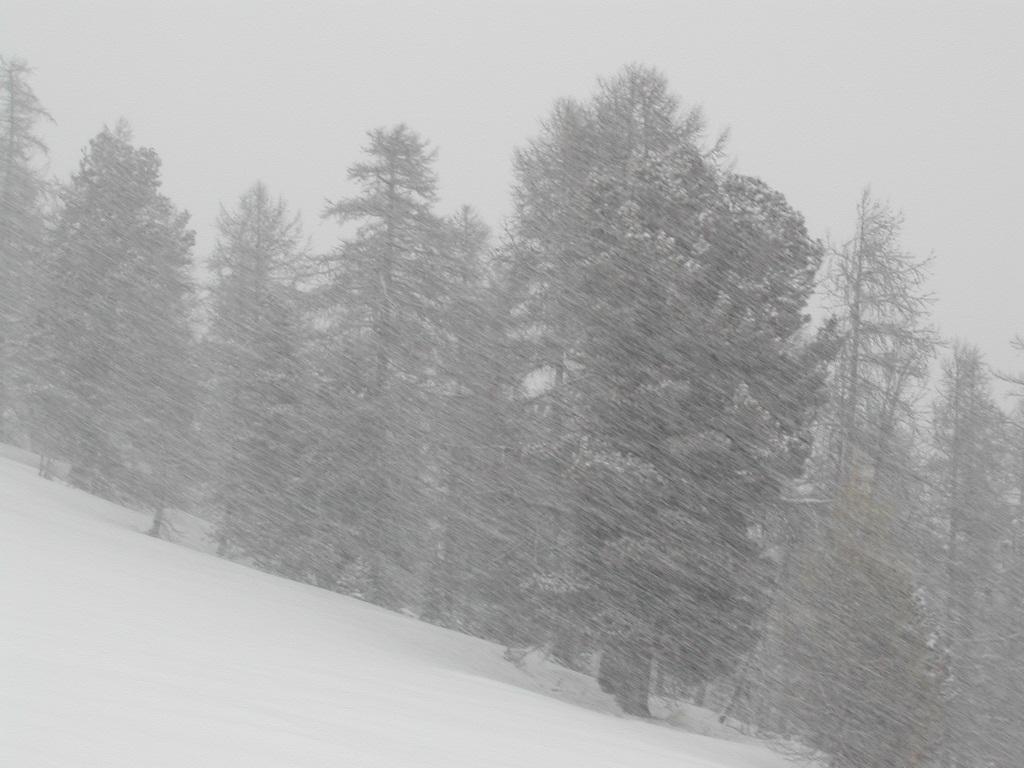 Snow-covered trees on a slope during a heavy snowfall, with strong winds blowing snow across the scene.