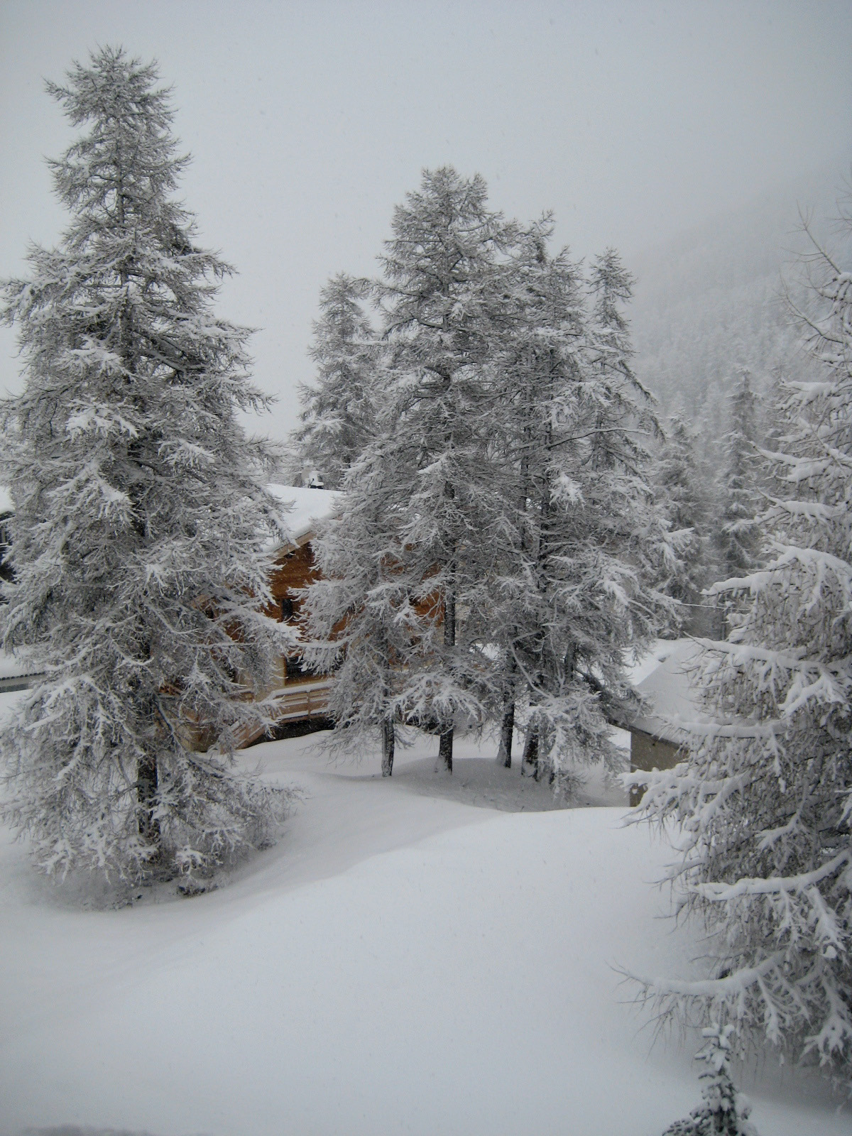 Snow-covered trees stand in a winter landscape, partially hiding a wooden cabin in the background.