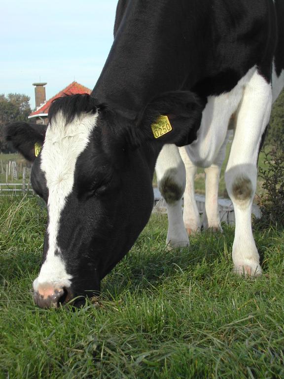 A black and white cow grazes on green grass, its head lowered and ears tagged with identification numbers.