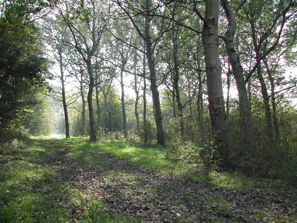 A dirt path covered with leaves winds through a green forest with tall trees and sunlight filtering through.