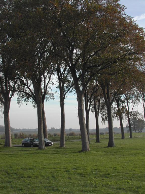 Two parked cars under tall trees on a grassy area near an open landscape.