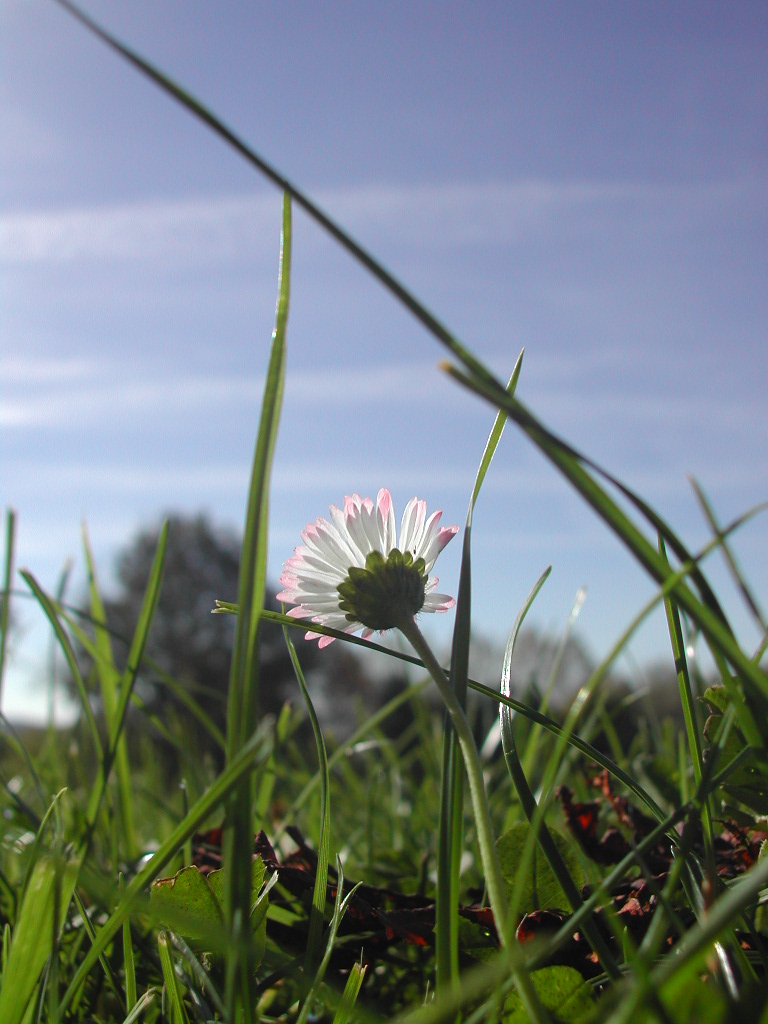 A small white and pink flower grows among green grass, viewed from a low angle against a blue sky.