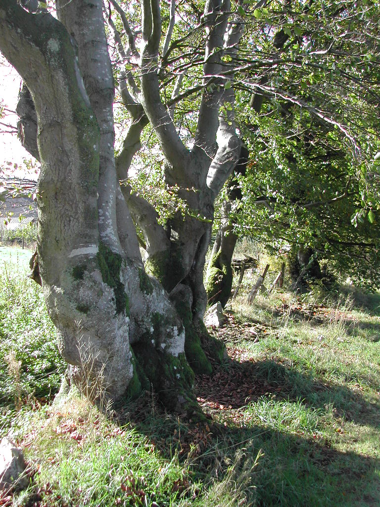 Several large trees with thick, moss-covered trunks stand in a grassy area with sunlight filtering through the leaves.