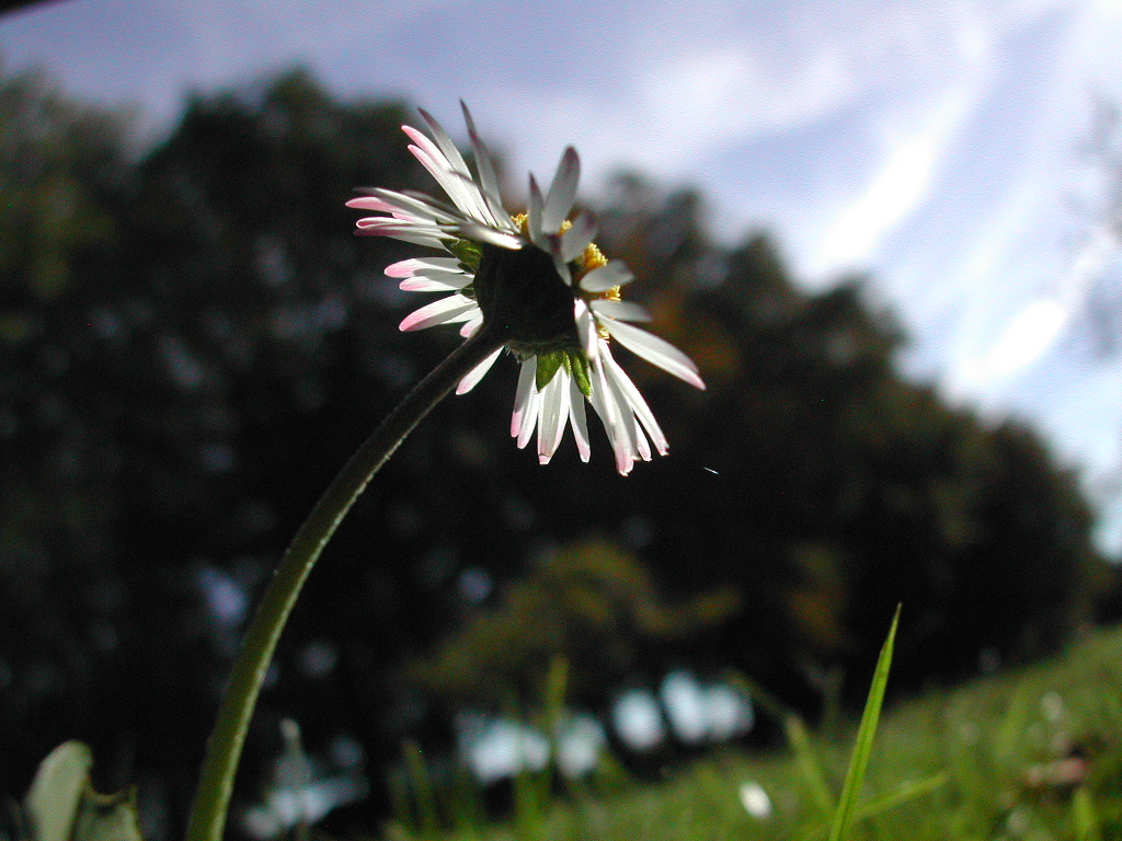 Close-up of a small white flower with pink edges, viewed from below against a blurred background of trees.