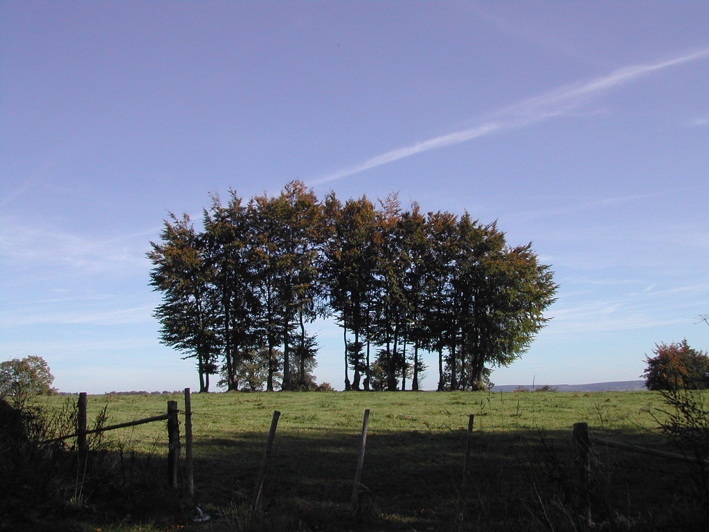 A group of tall trees stands in the middle of a grassy field under a clear blue sky.