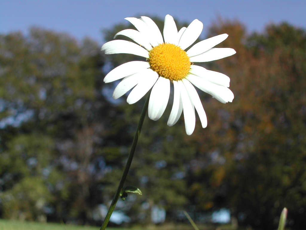 A close-up of a white daisy with a yellow center, standing against a blurred background of trees.