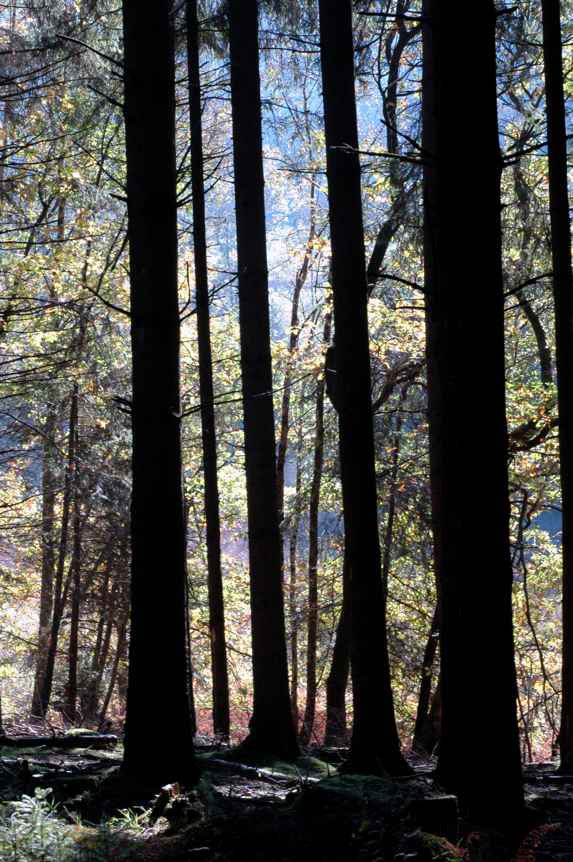 Tall trees with dark trunks stand in a dense forest, with sunlight filtering through the leaves in the background.
