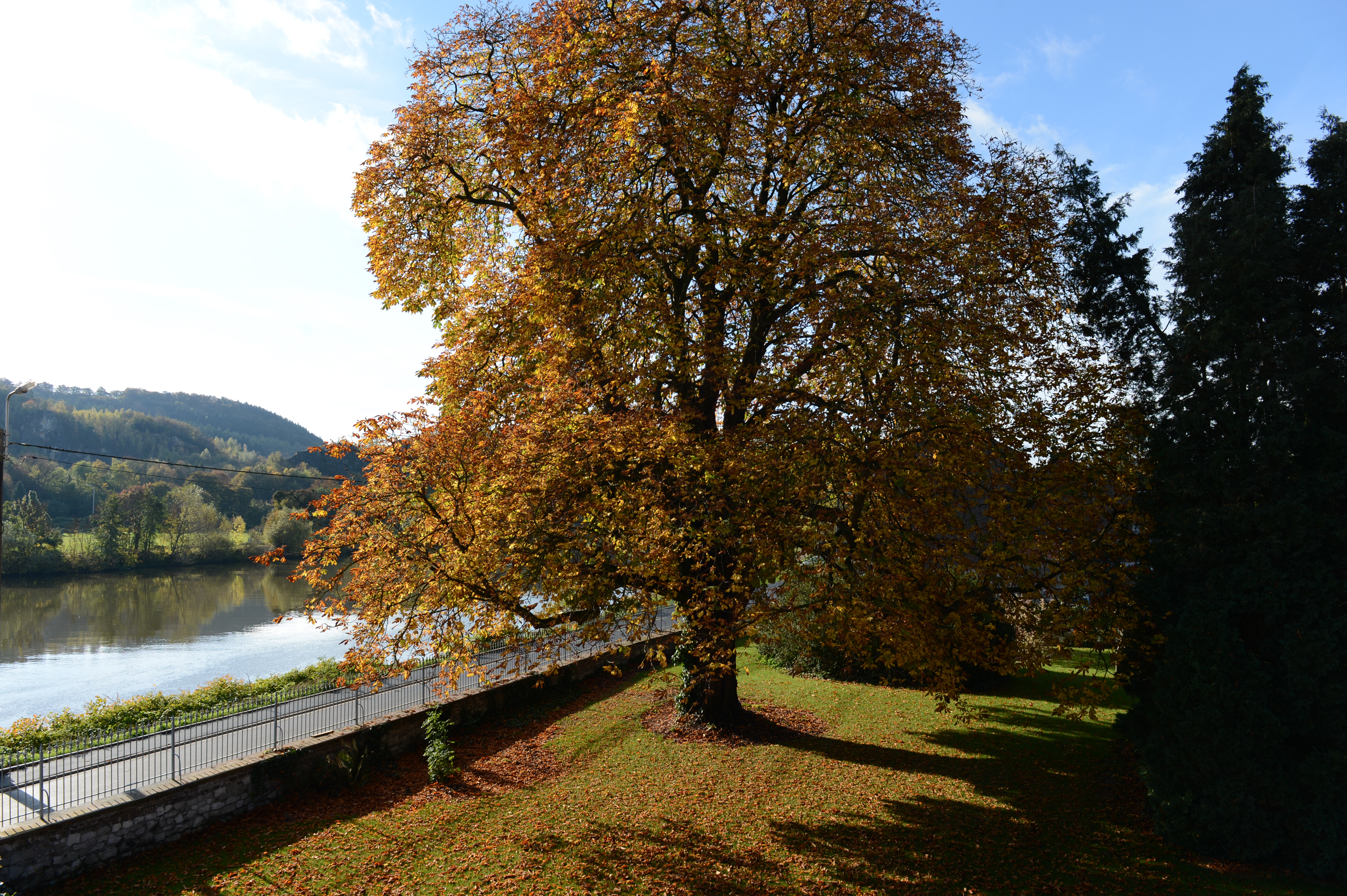 A large tree with autumn leaves stands near a river, casting shadows on the grass under a clear sky.