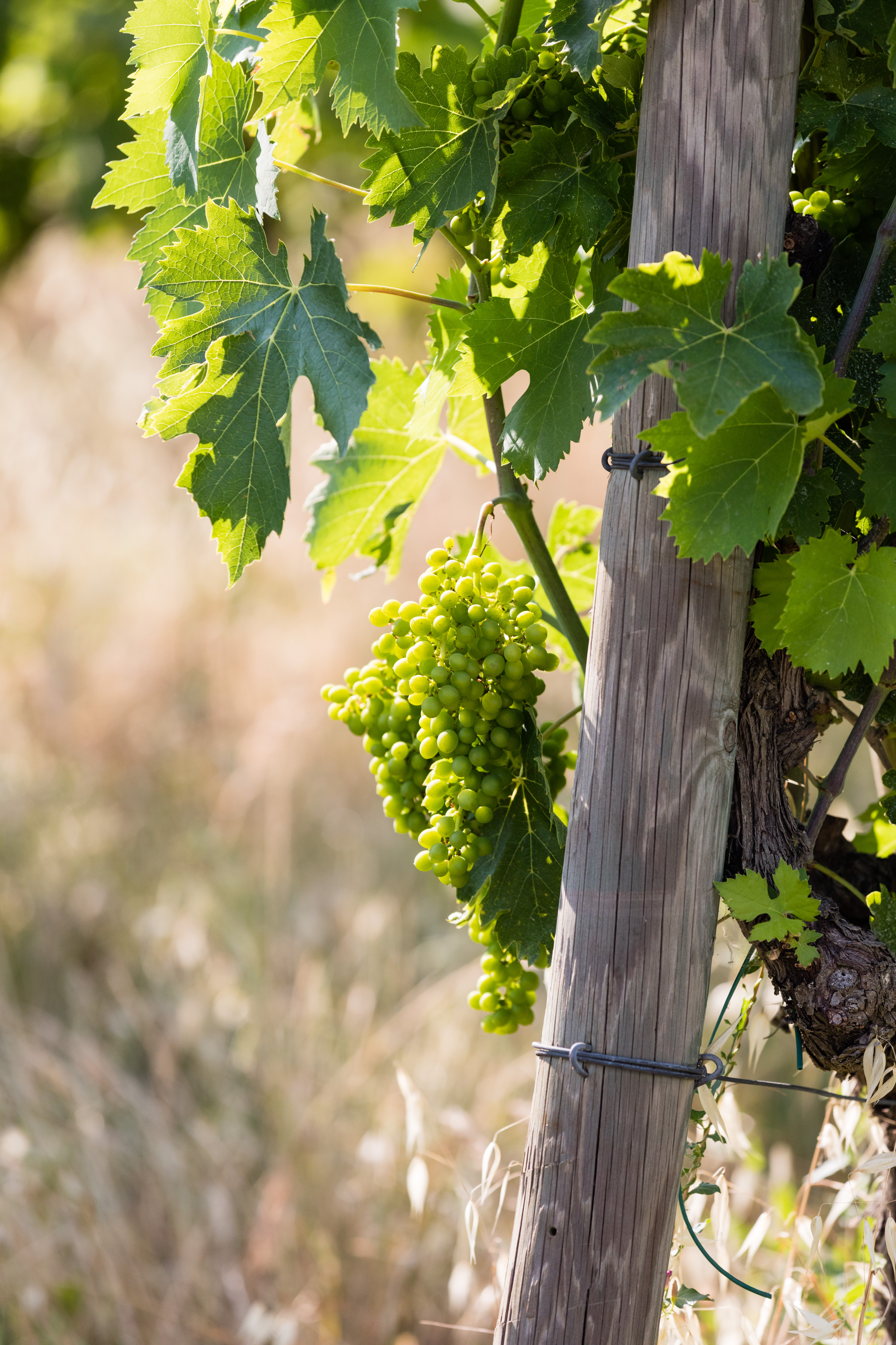 A cluster of green grapes hangs from a vine, supported by a wooden post in a sunlit vineyard.