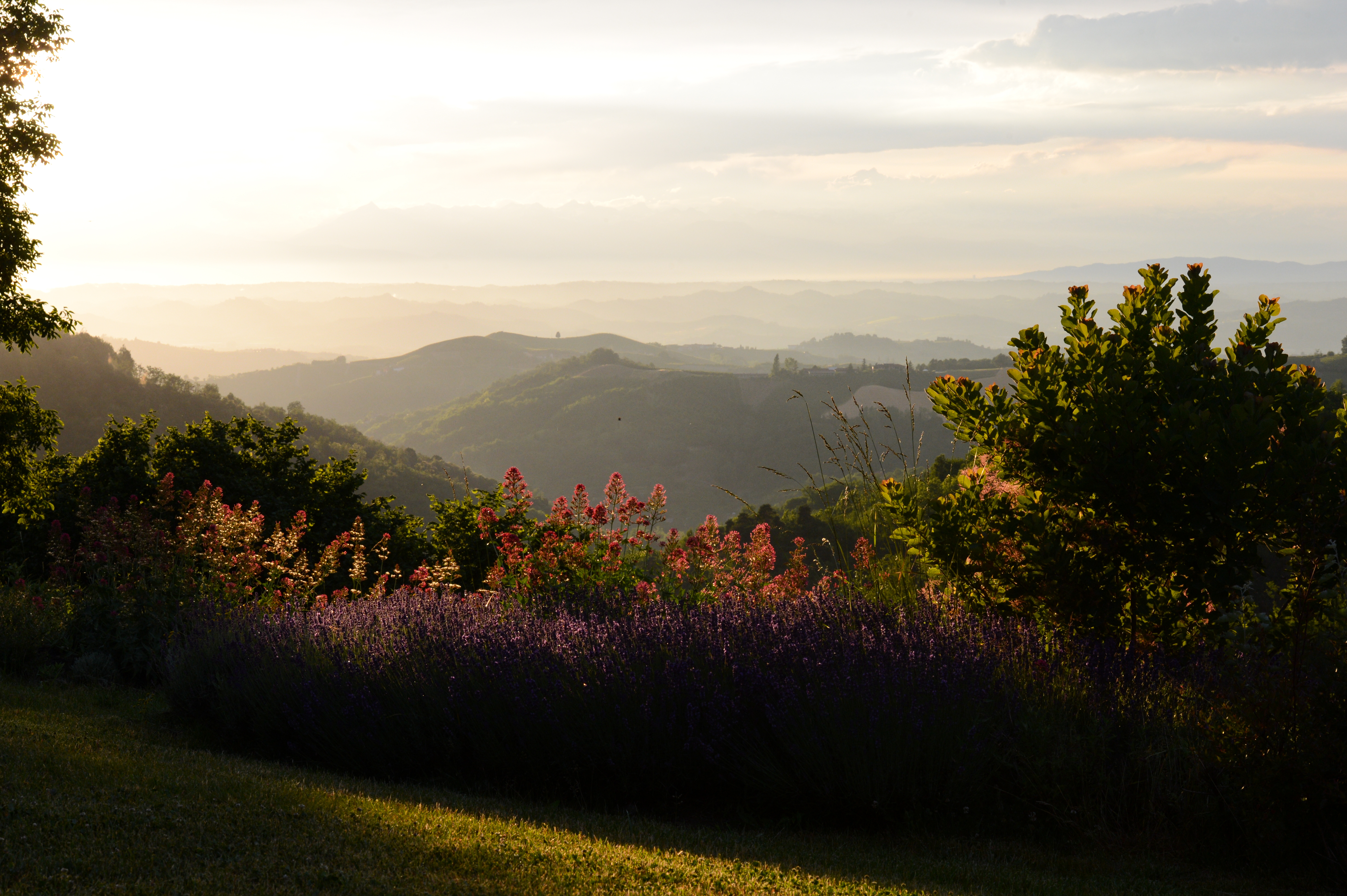 A scenic landscape with rolling hills, colorful flowers, and trees at sunset.